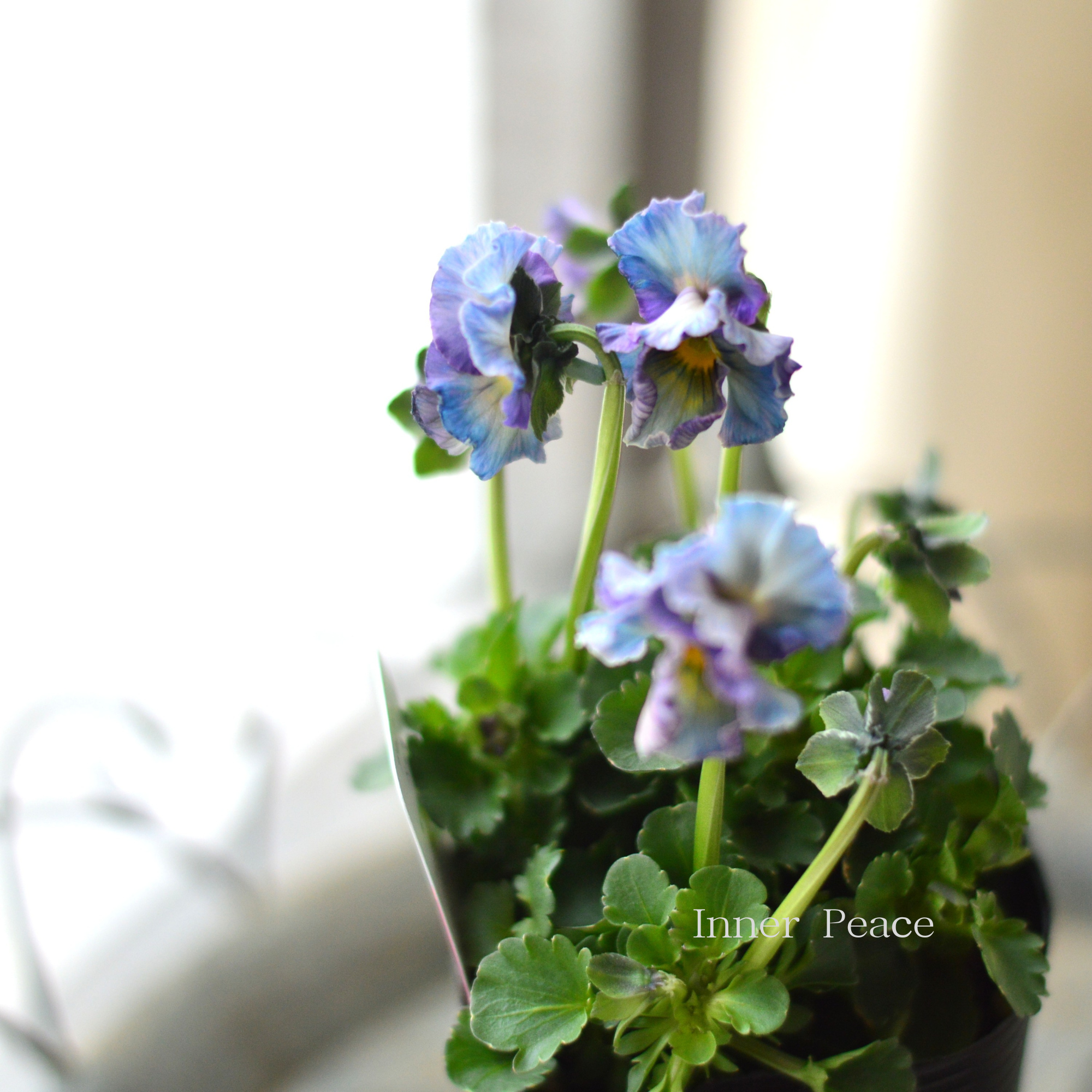 【ハルグリンさん】 ビオラ 『プティフール・ペルル 1番』 3寸POT