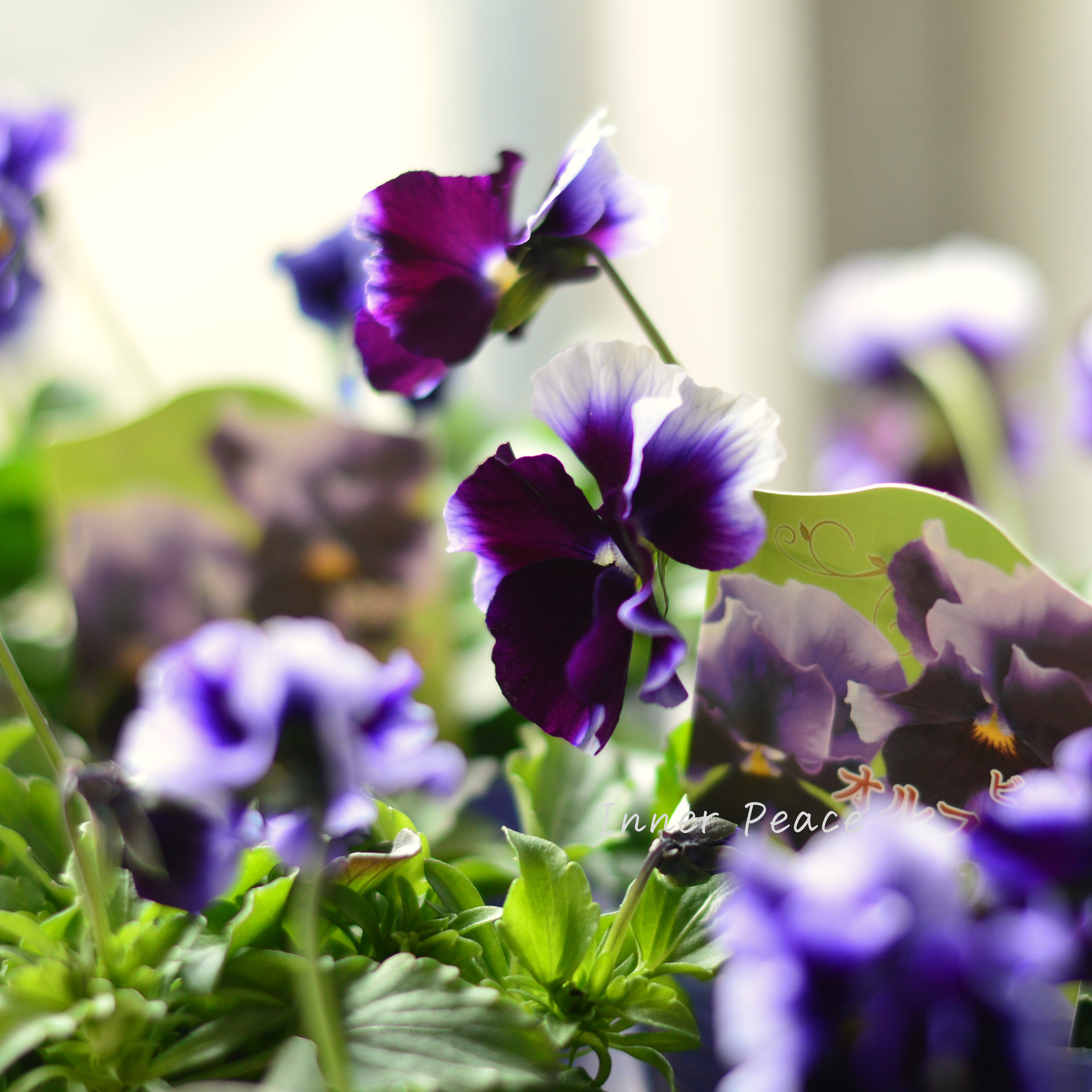 【花夢園芸さん】 ビオラ 『オルフェオ』 3寸ロングPOT