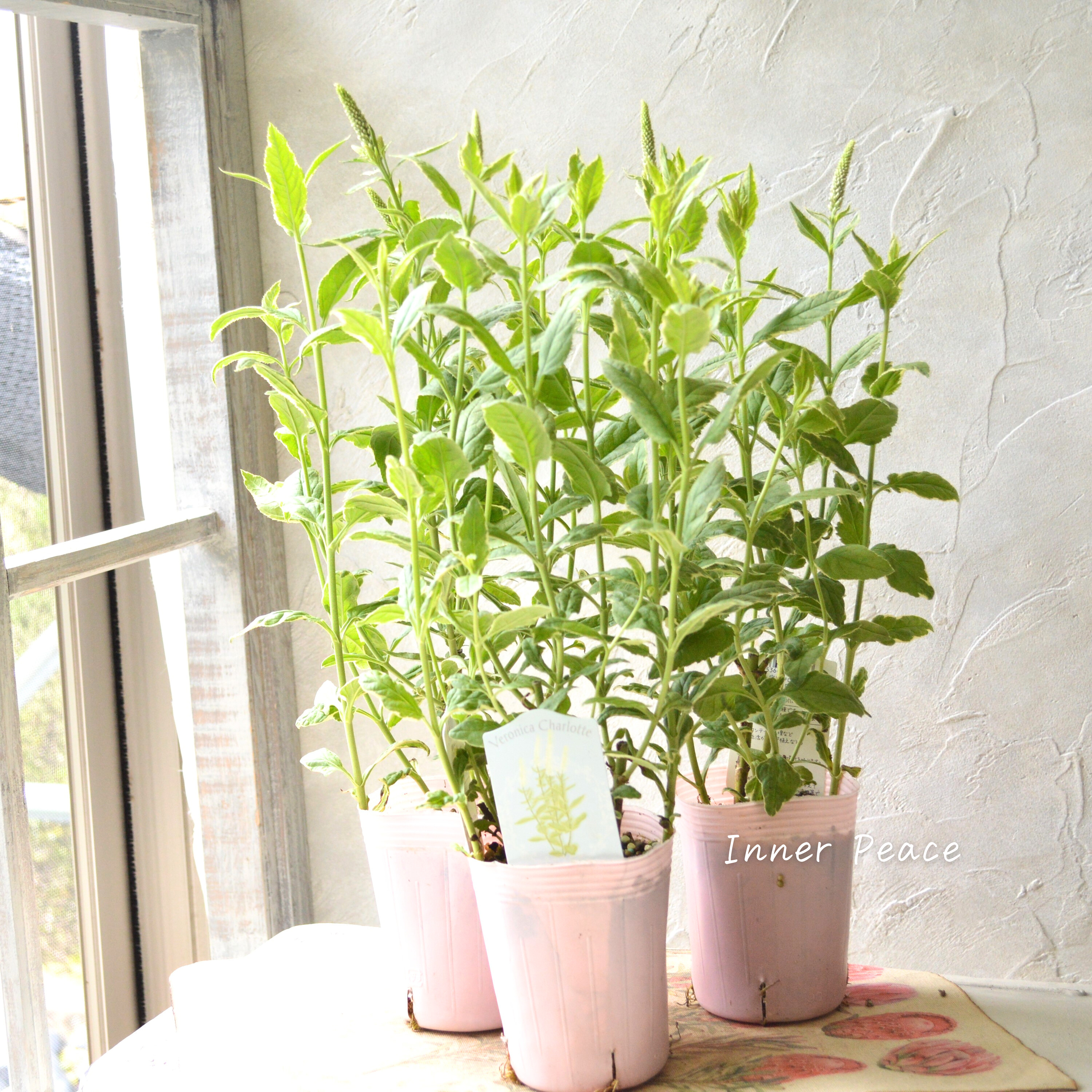 【宿根】 斑入りベロニカ 『シャーロット』 3.5寸ロングPOT