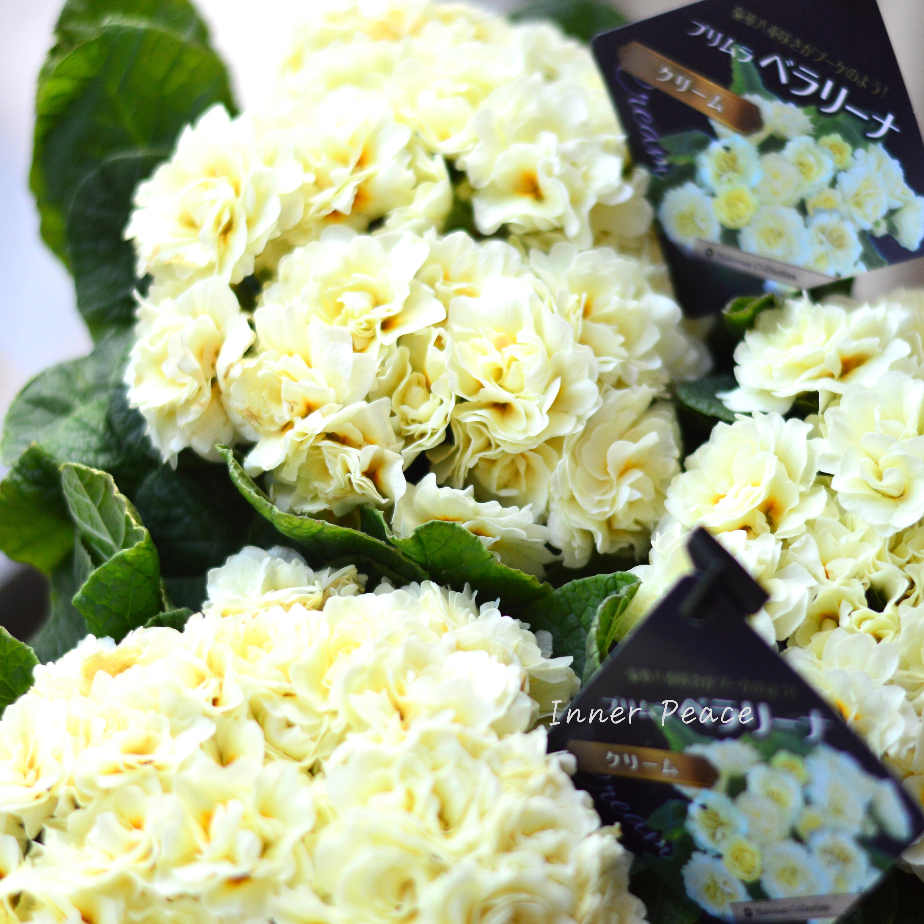 【八重咲き】 プリムラ 『ベラリーナ・クリーム』 4寸POT