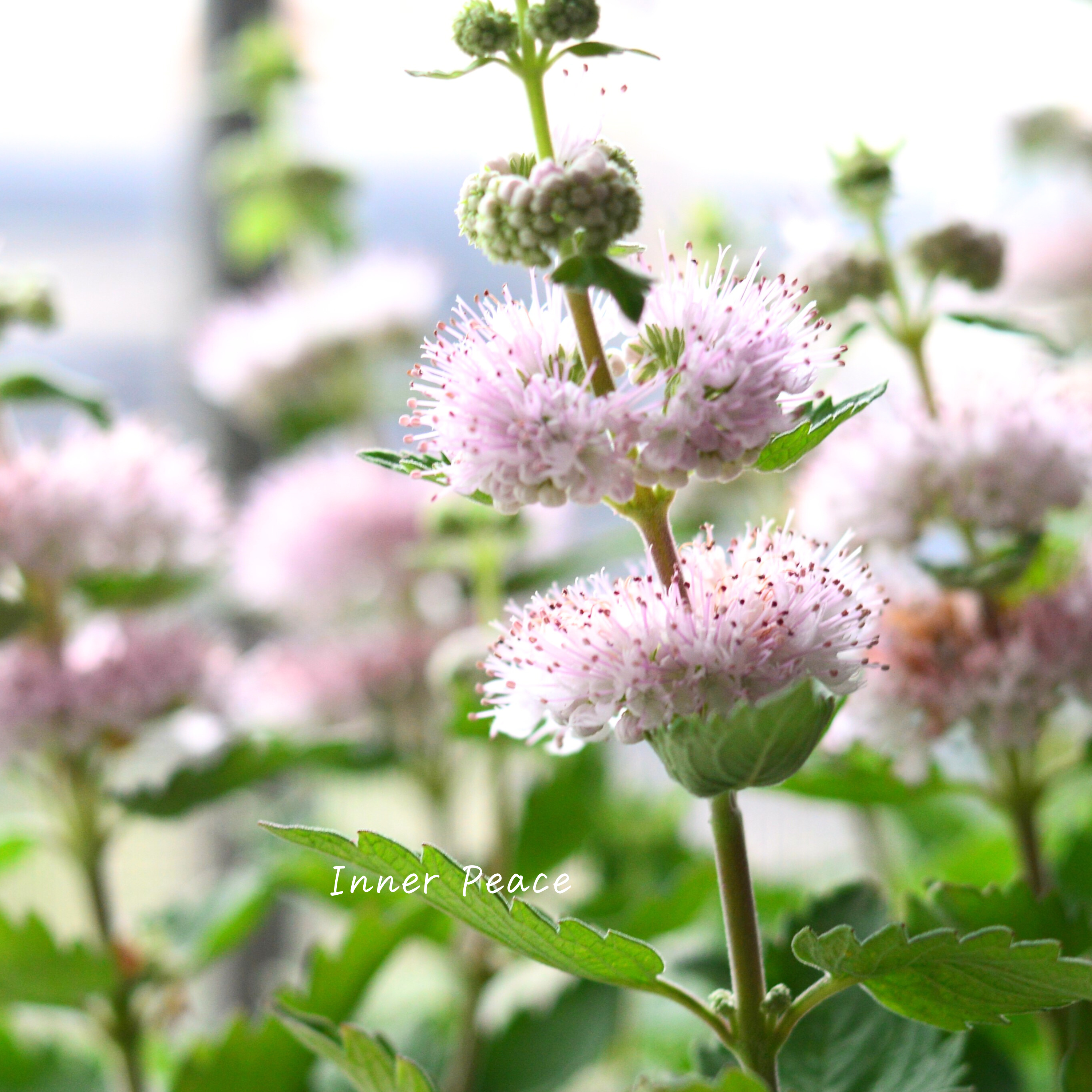 【宿根】 カリオプテリス 『パビリオン・ピンク』 3寸ロング寸POT