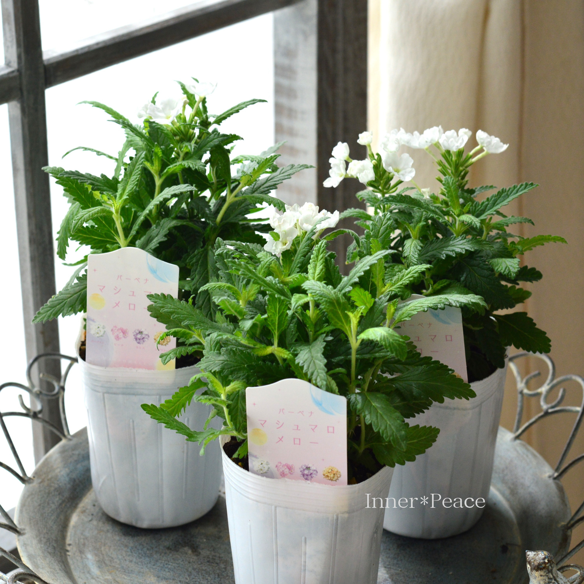 【かわいい】 バーベナ 『マシュマロメロー・ヨーグルト』 3寸ロングPOT