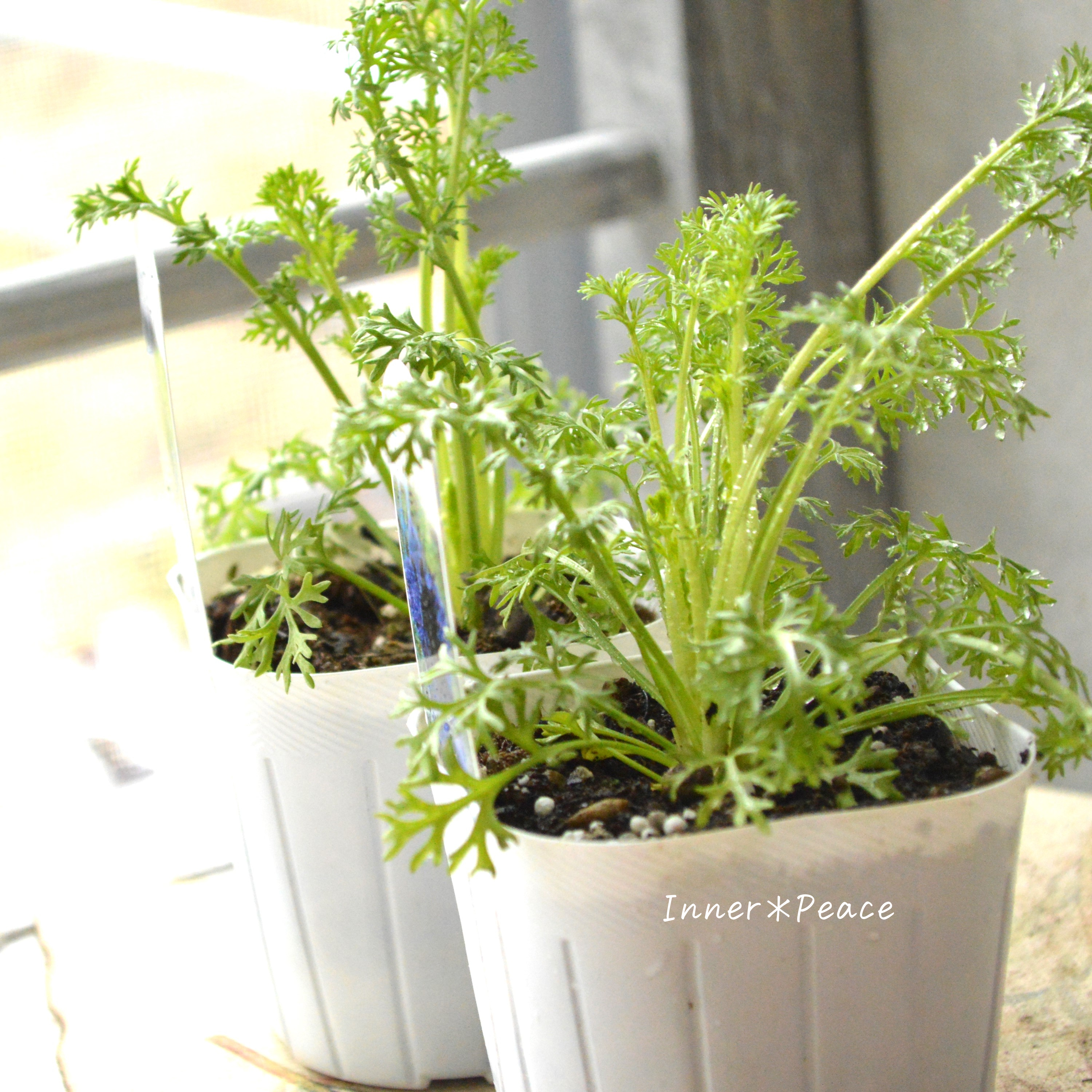【オシャレ】 ニゲラ 『ミッドナイト』植え込み用 3寸POT