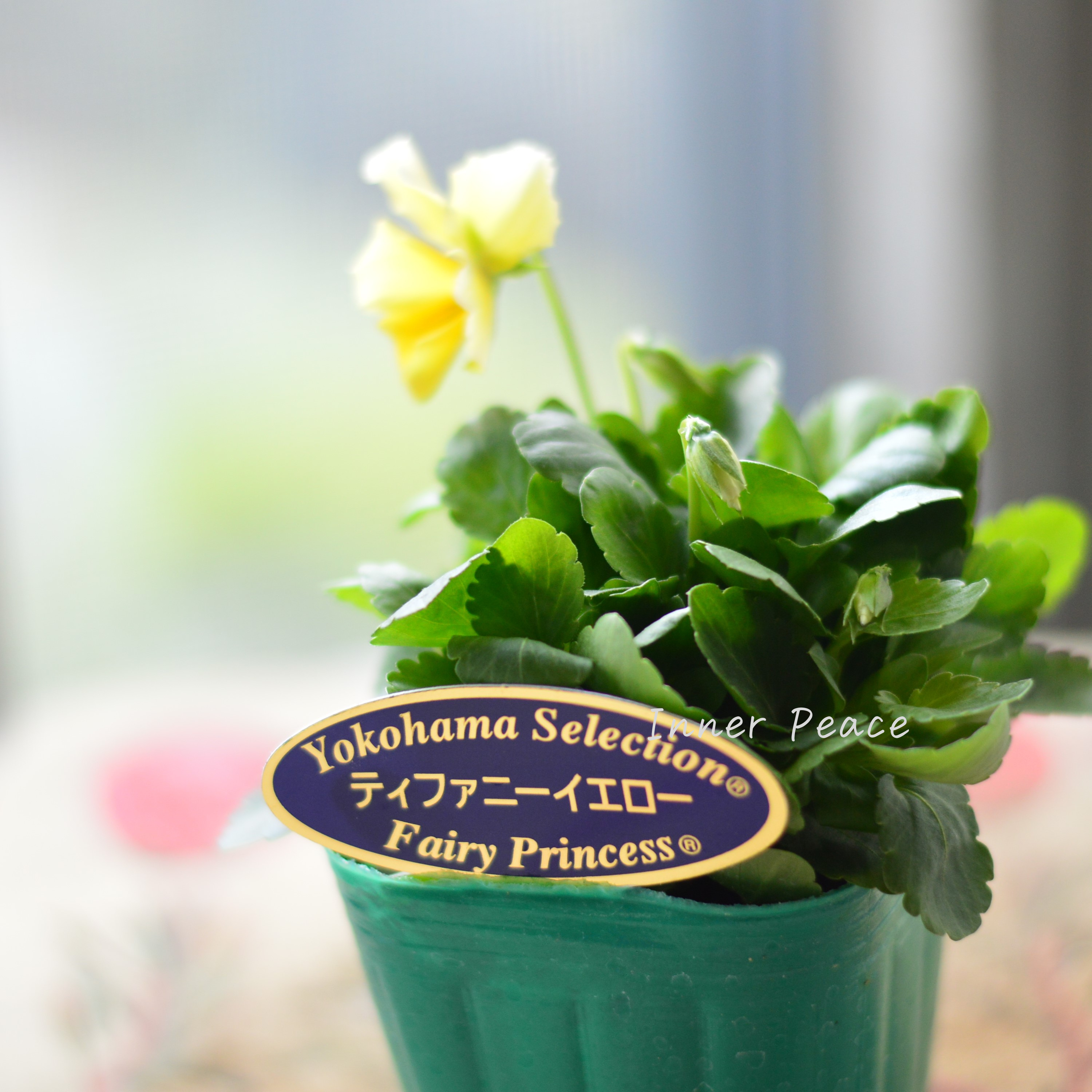 【人気】 ビオラ 『横浜セレクション・ティファニーイエロー』 3寸POT
