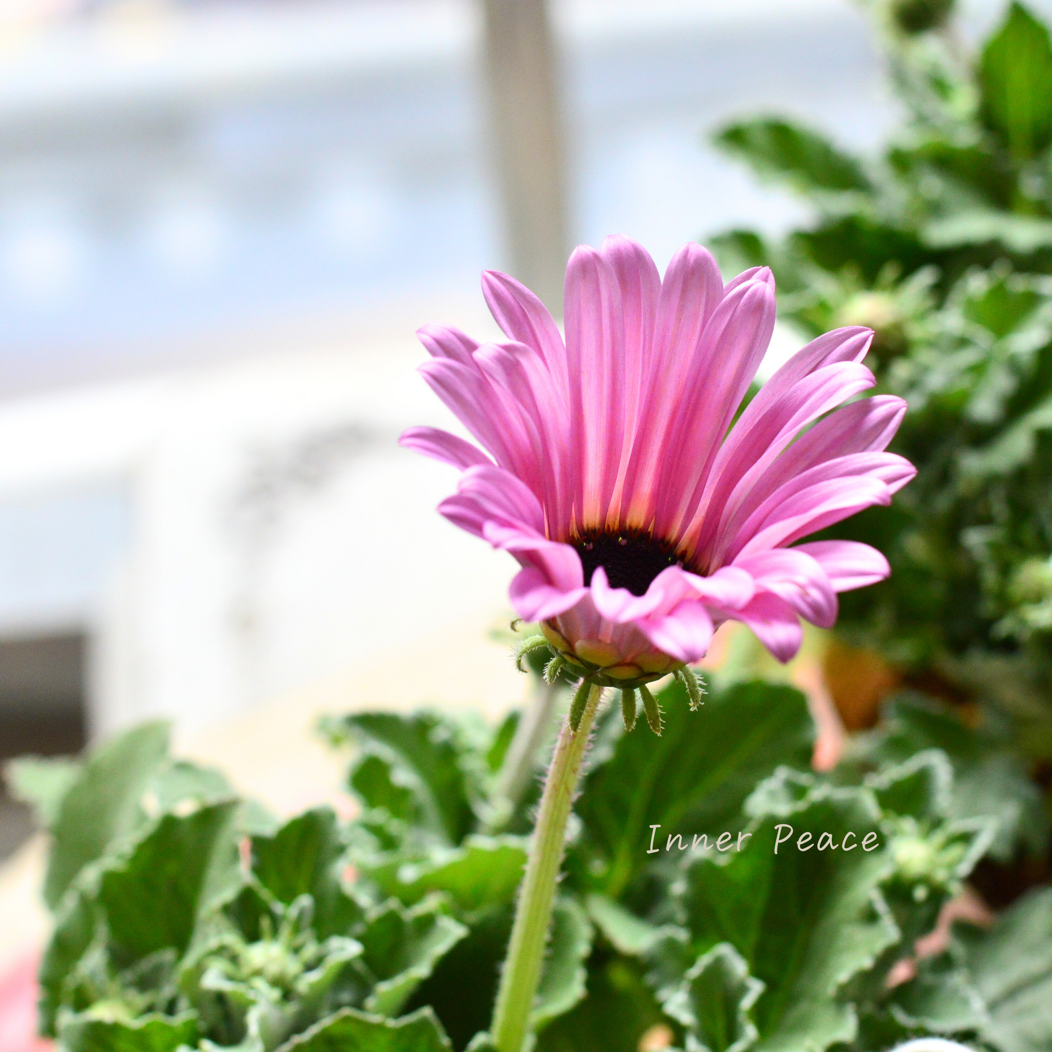 かわいい】 アークトチス 『マジックシリーズ・ピンク』 3.5寸POT