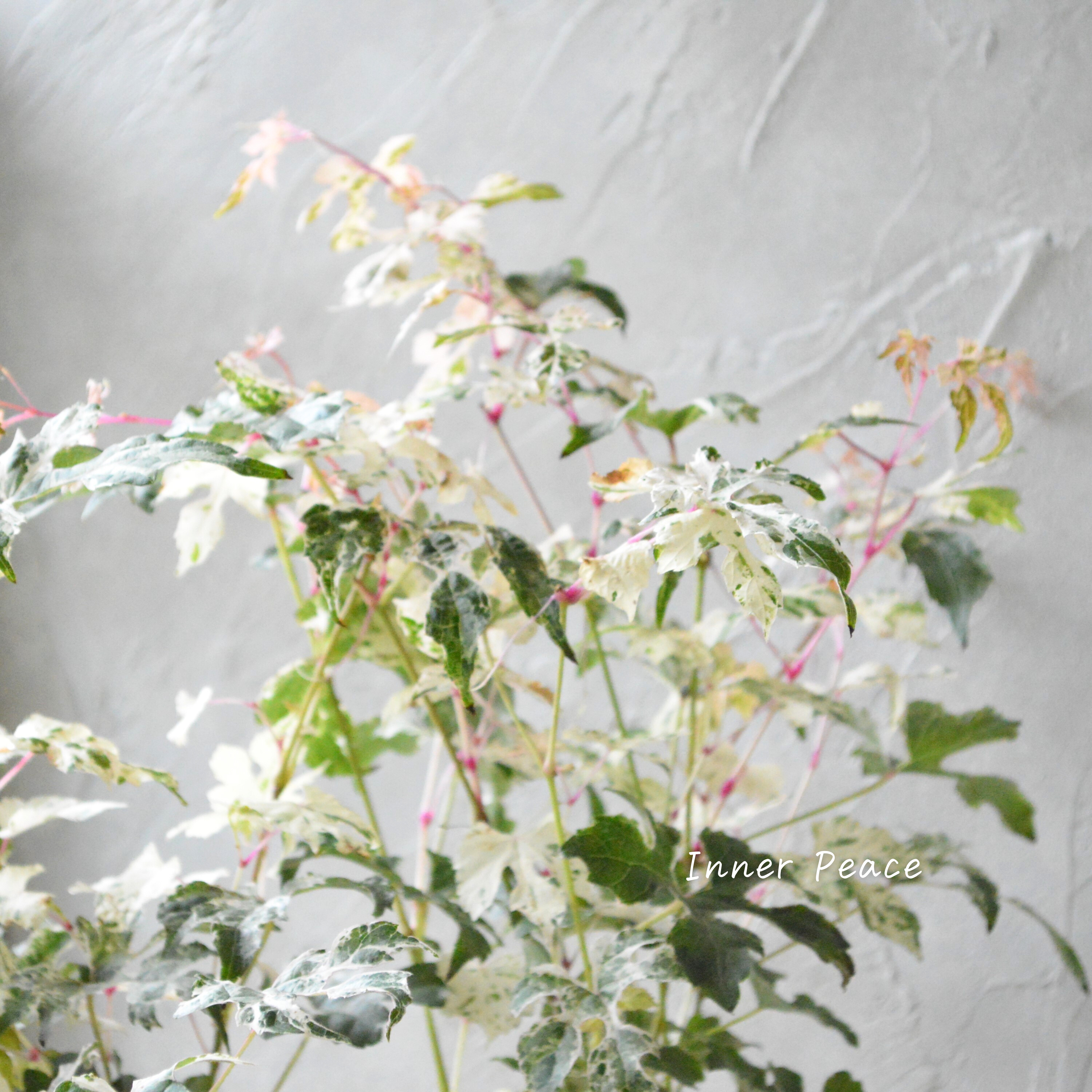 【美しい】 斑入りノブドウ 3寸POT