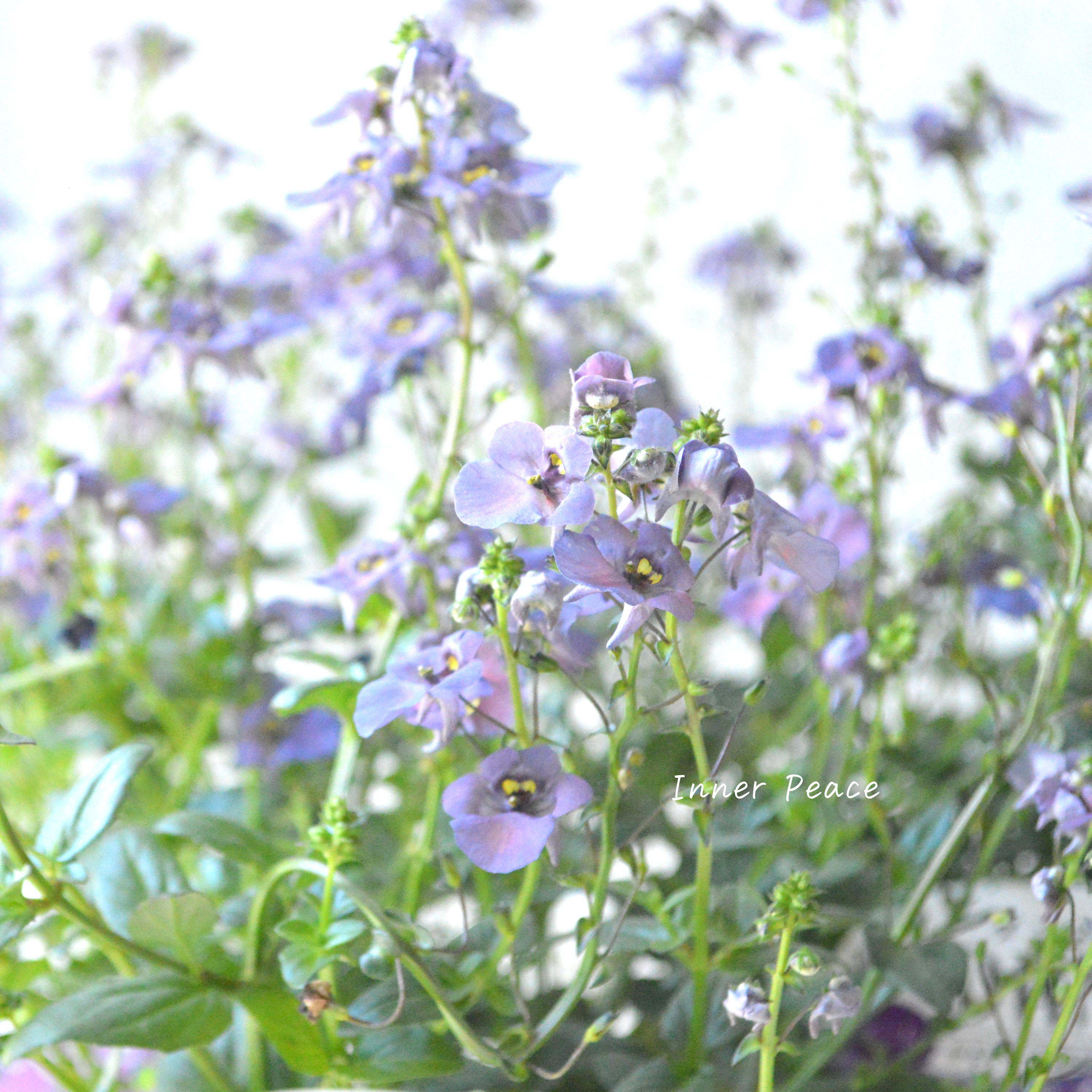 【アンティーク】 ディアスシア 『ダンス・デニム』 3.5寸POT