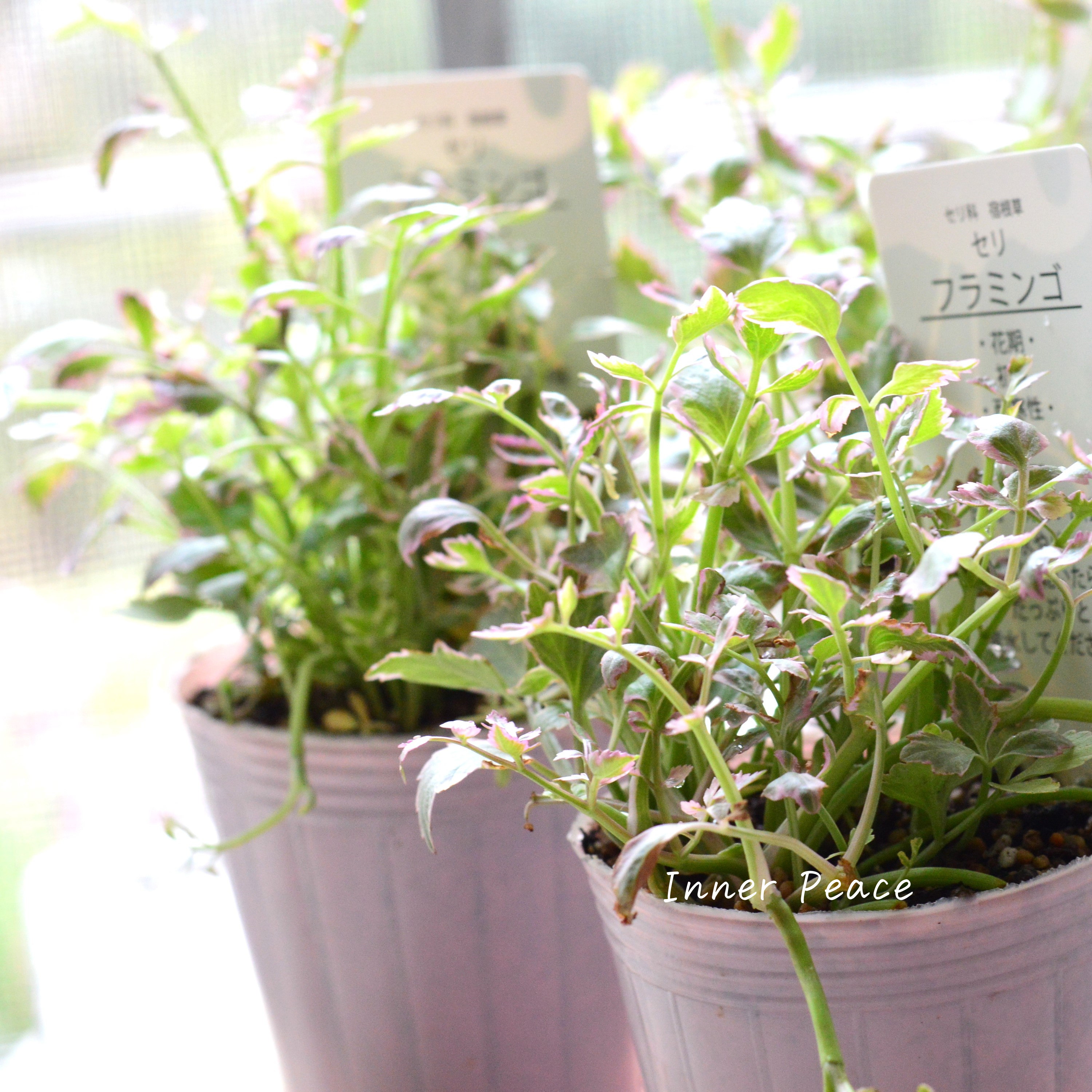 【斑入り】 セリ 『フラミンゴ』 2.5寸~3寸POT