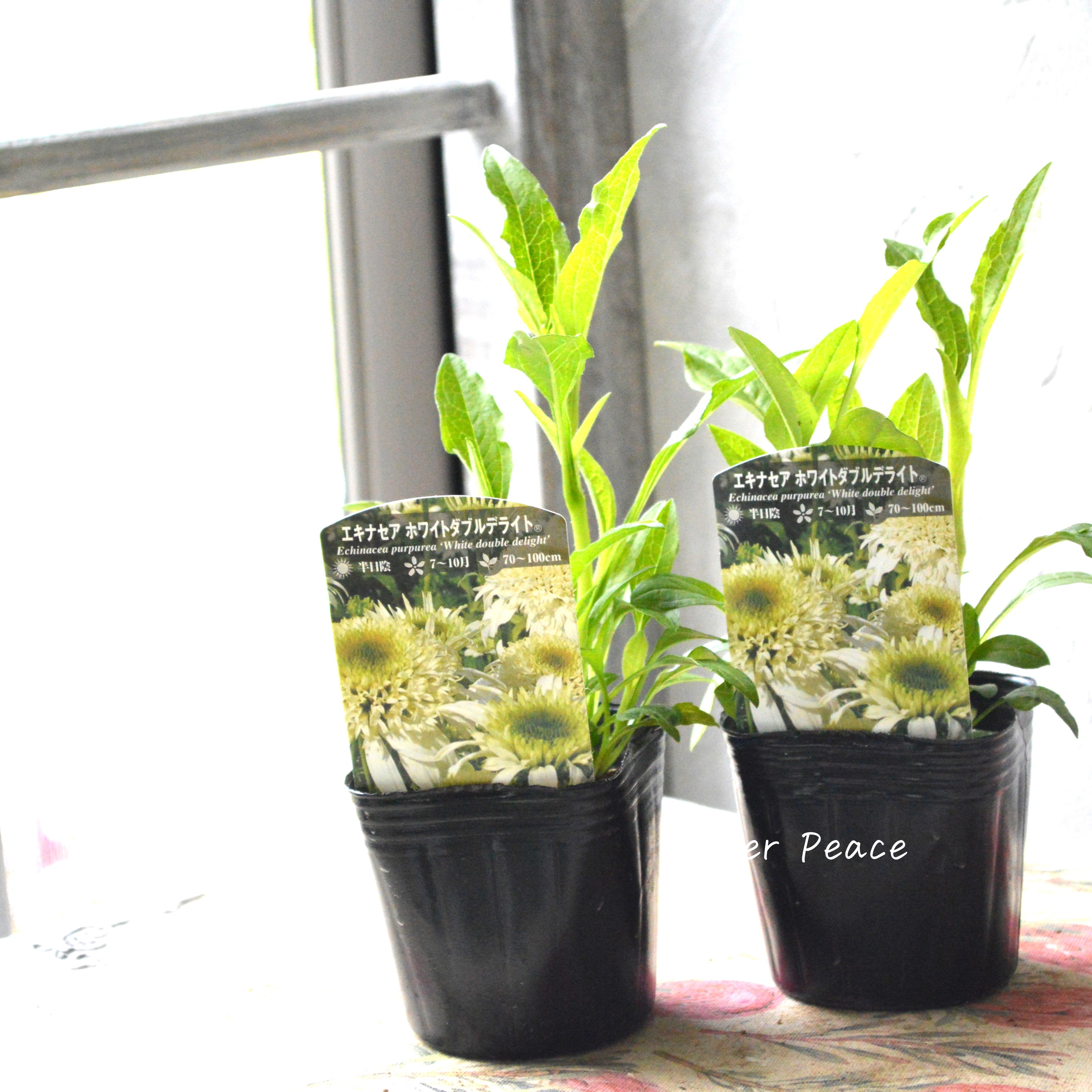 【暑さ寒さに強い】 エキナセア 『ホワイトダブルデライト』植え込み用 3寸POT