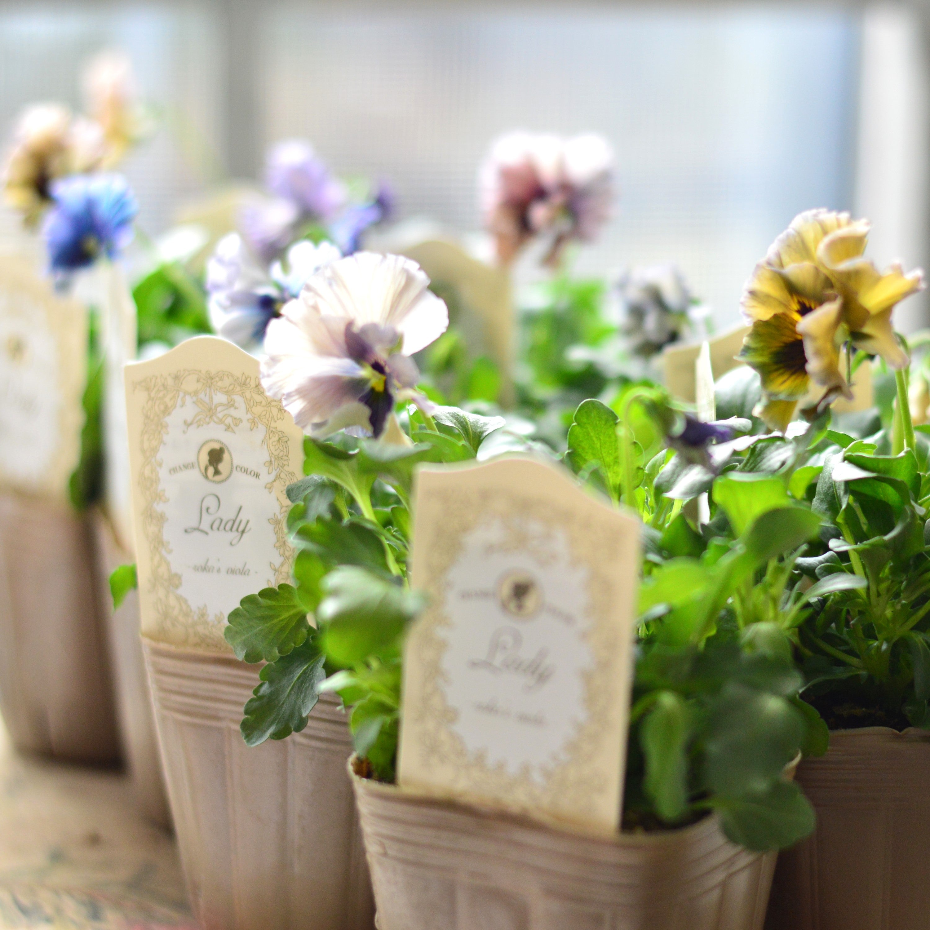 【希少】 石川園芸さんビオラ 『レディ』 3寸POT