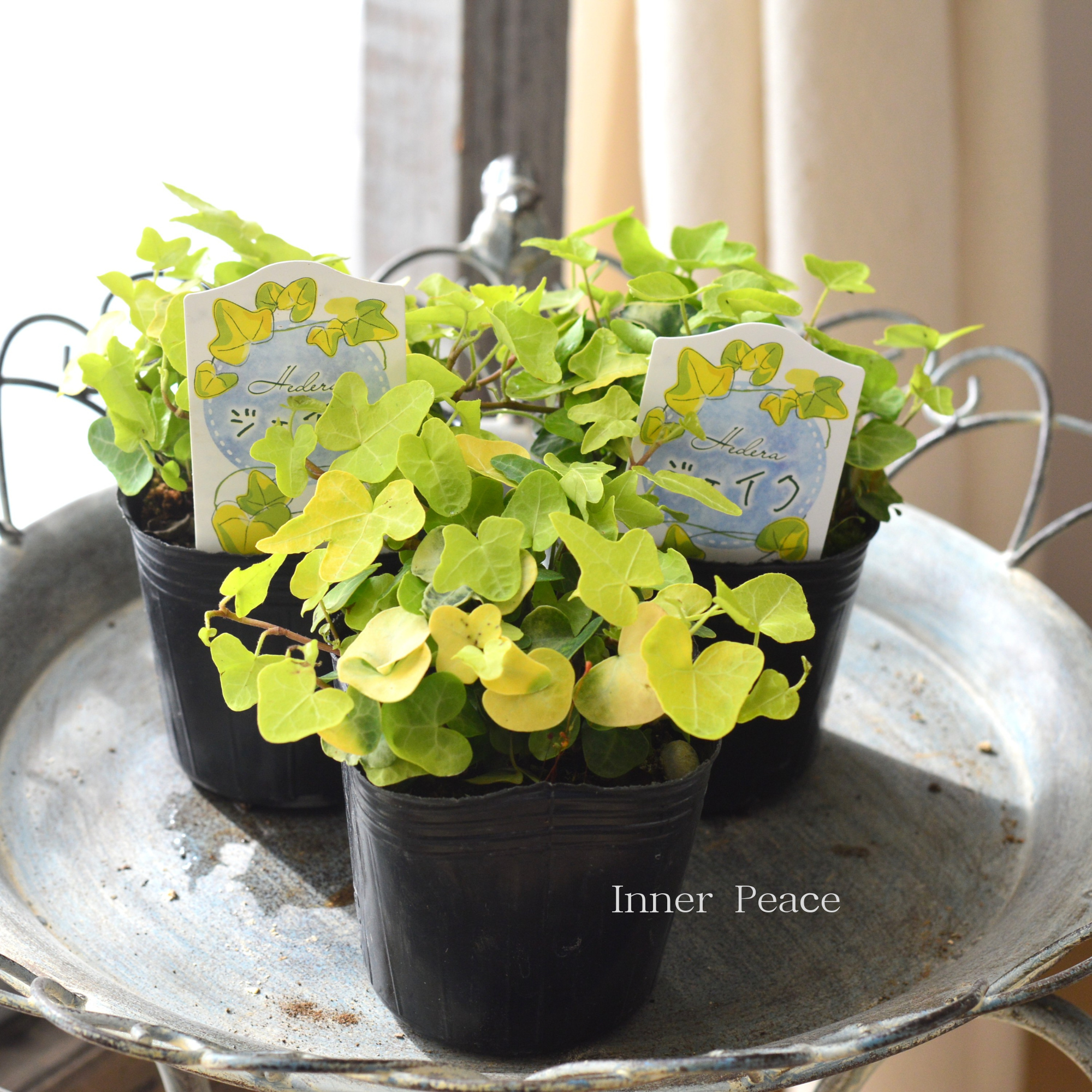 【かわいい】 ヘデラ 『ジェイク』 3寸POT