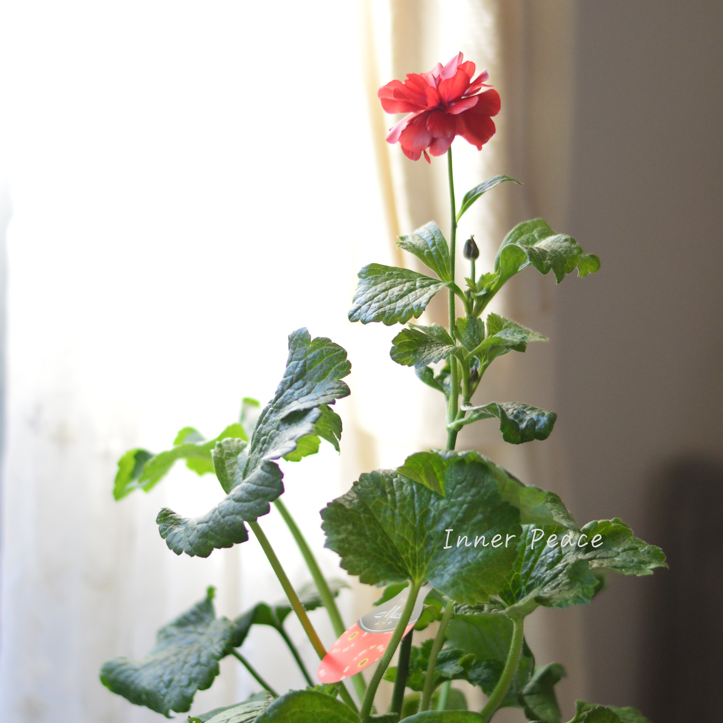 【美しい】 ラナンキュラス・ラックス 『ムーサ』 3.5寸ロングPOT