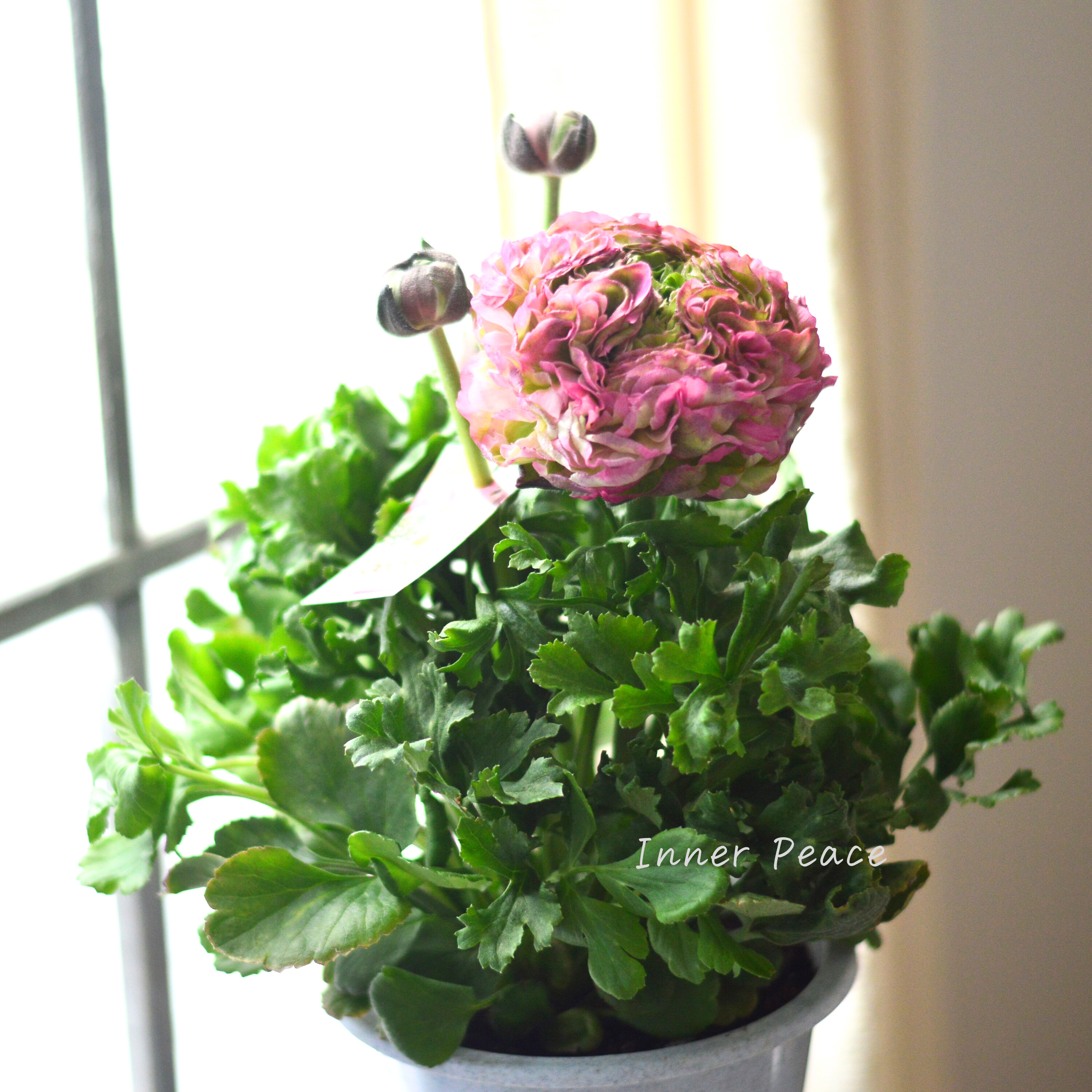 【希少】 ラナンキュラス・ポンポン 『マルヴァ』 5号鉢