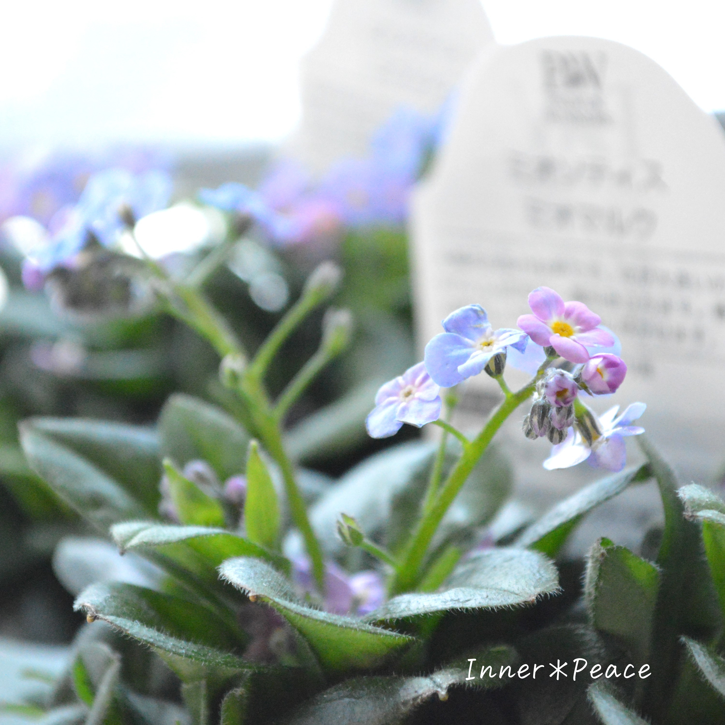 【PW】 ミオソティス 『ミオマルク』 3.5寸POT