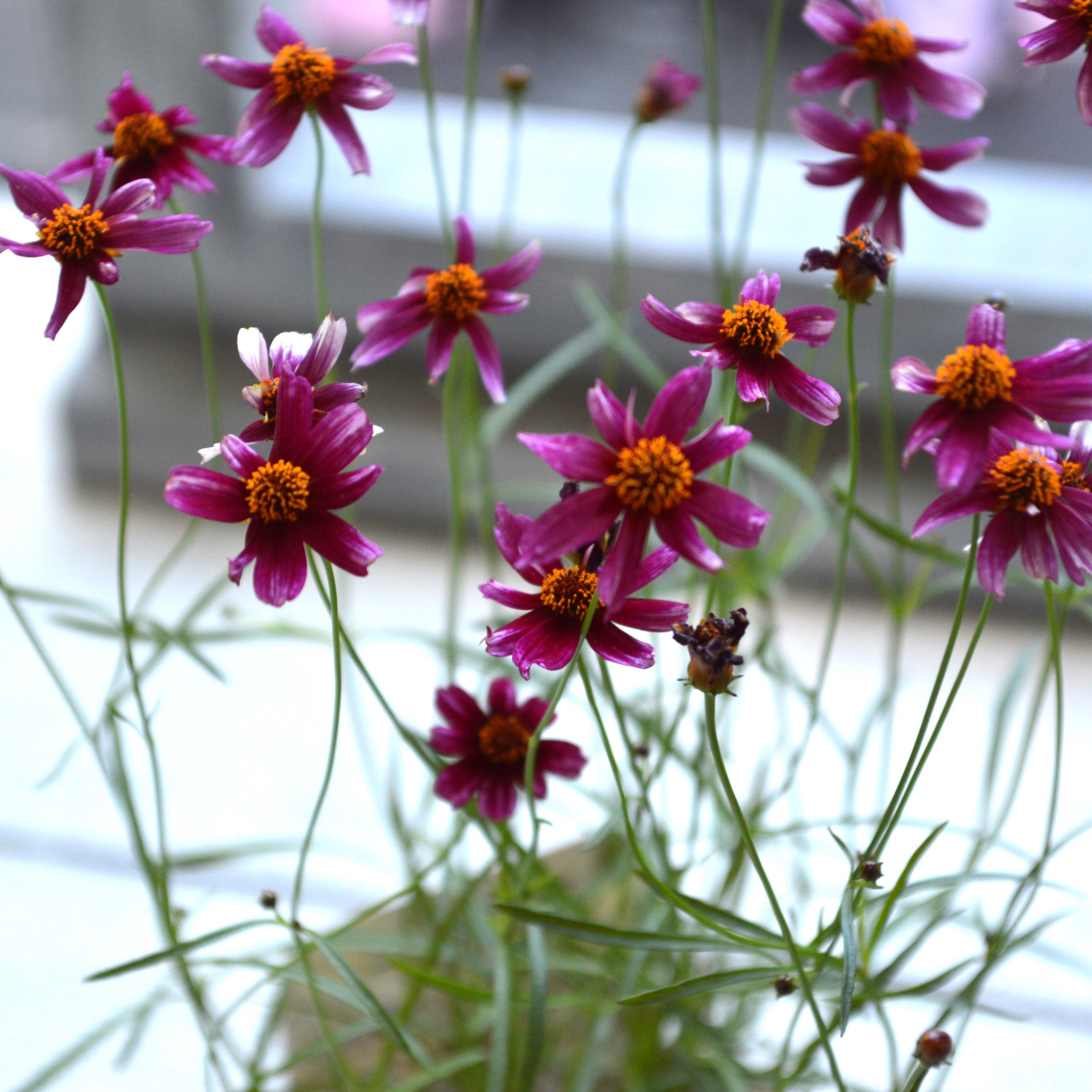 【アンティーク色】コレオプシス『ウリドリーム・ルージュ』 3寸POT