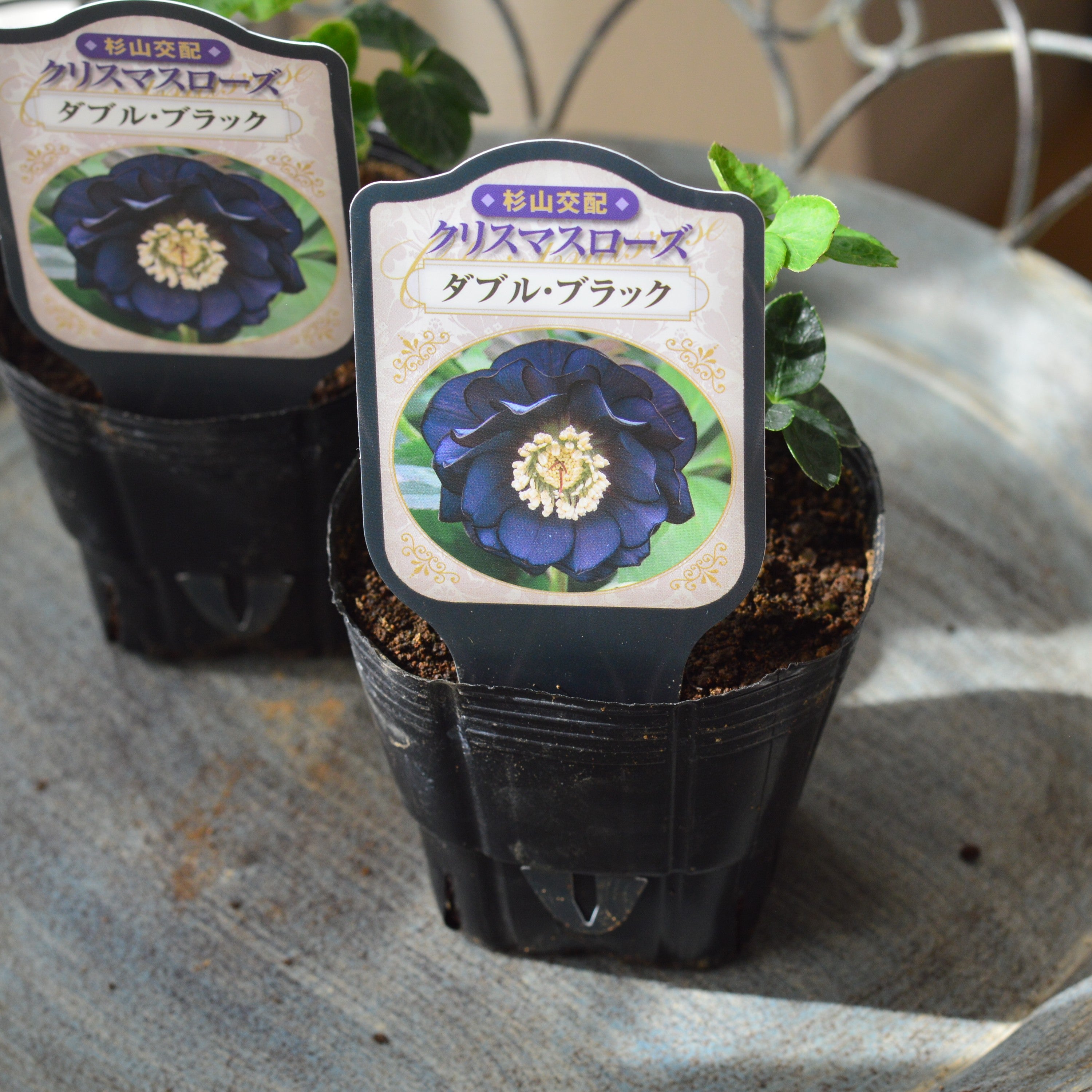 【杉光園芸さん】 クリスマスローズ 『ダブル・ブラック』 3寸POT