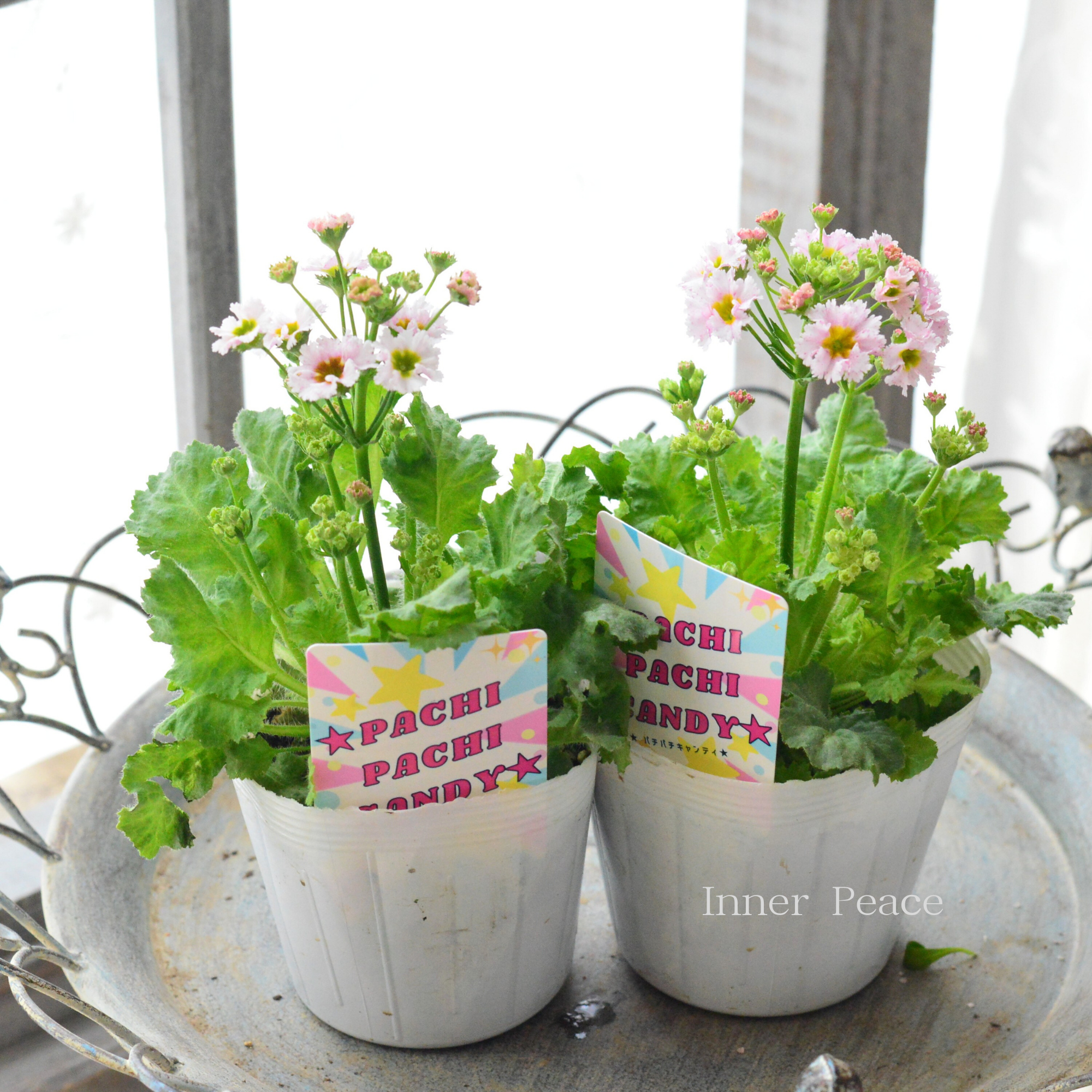 【北島園芸さん】 プリムラ マラコイデス 『パチパチキャンディ・ライトピンク系』 3.5寸POT