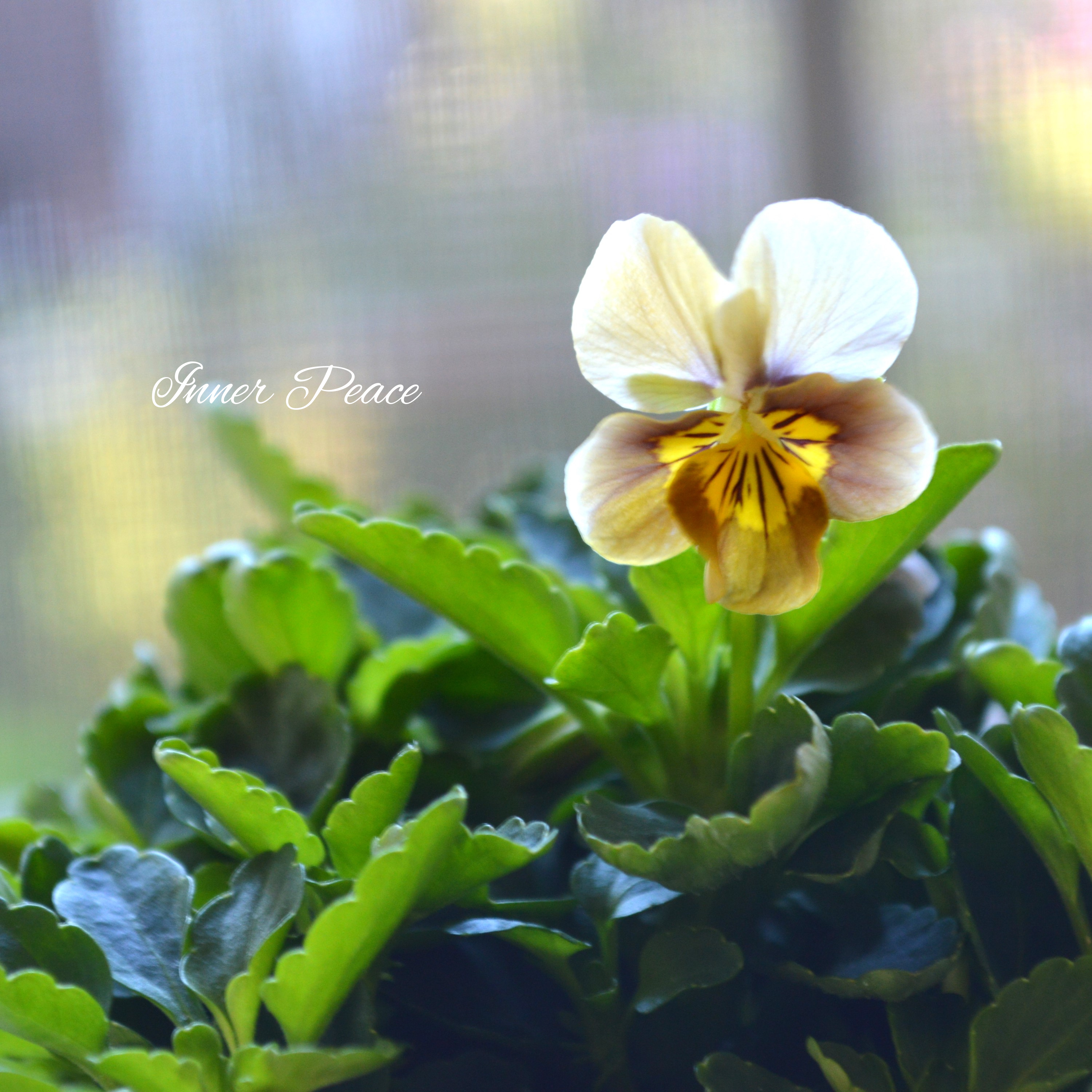 【tef*tef*さんオリジナルビオラ】 フロモカベージュ 3.5寸POT