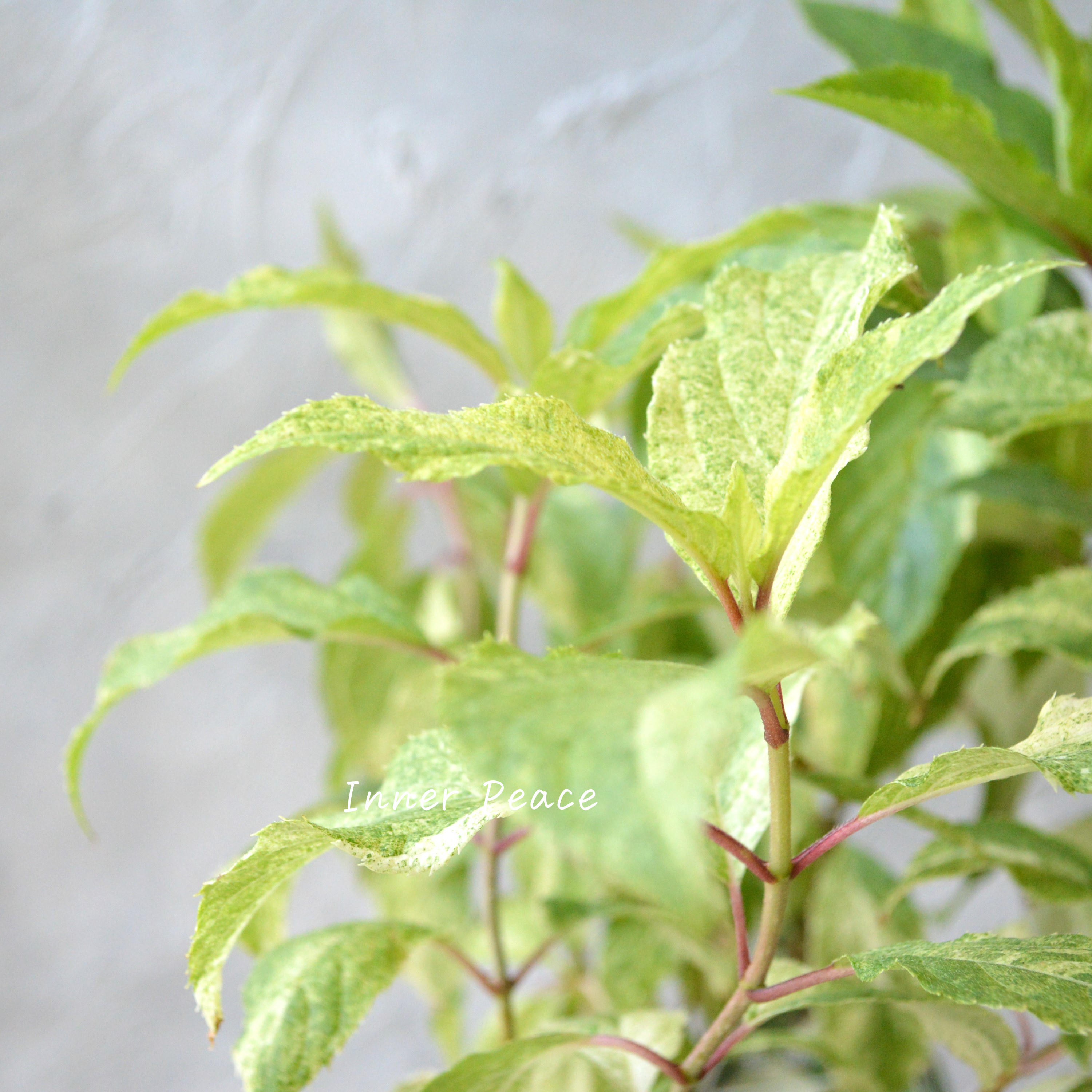 【斑入り】 ノリウツギ 『雪化粧』 3寸POT