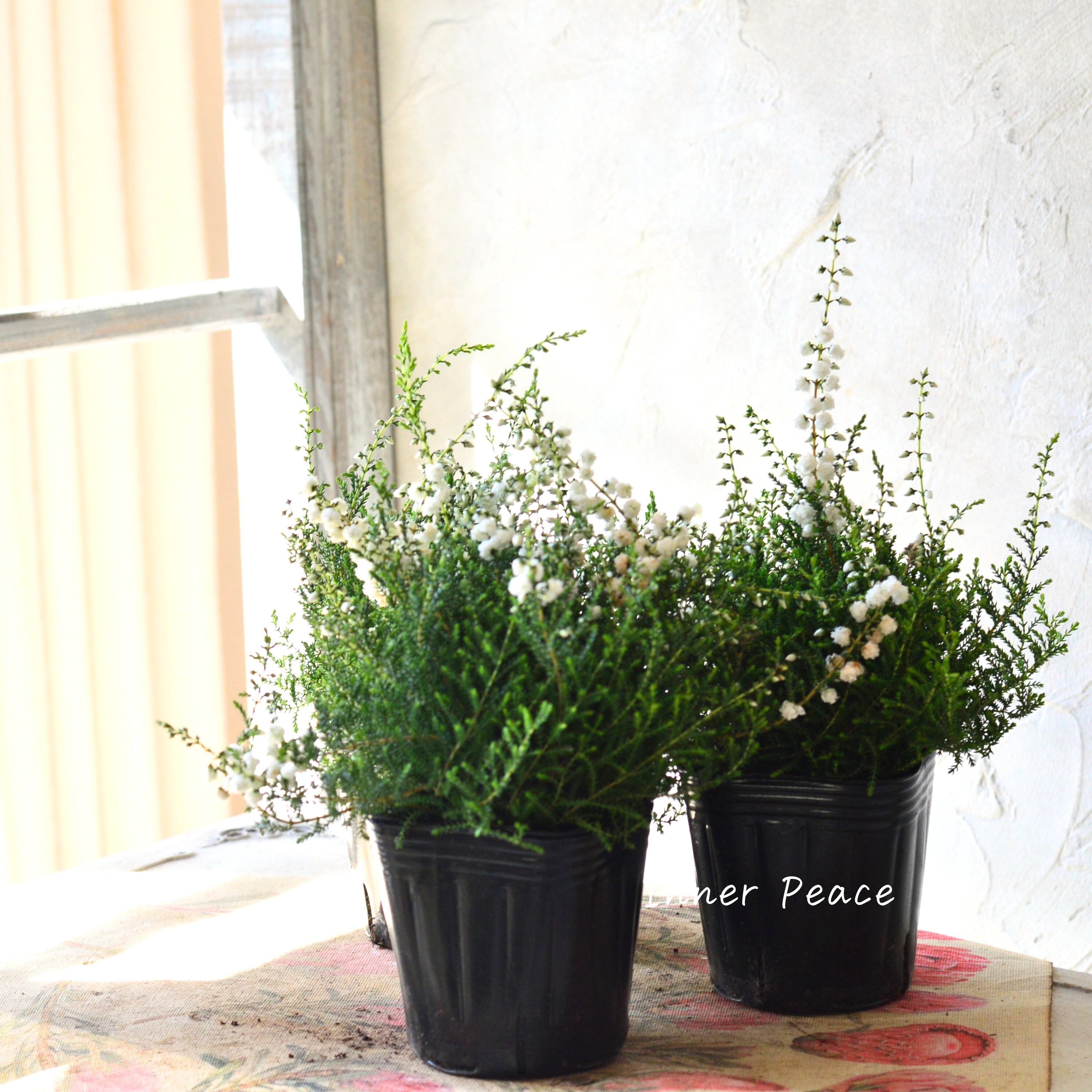 【豪華】 八重咲きカルーナ 『ホワイト』 3寸POT