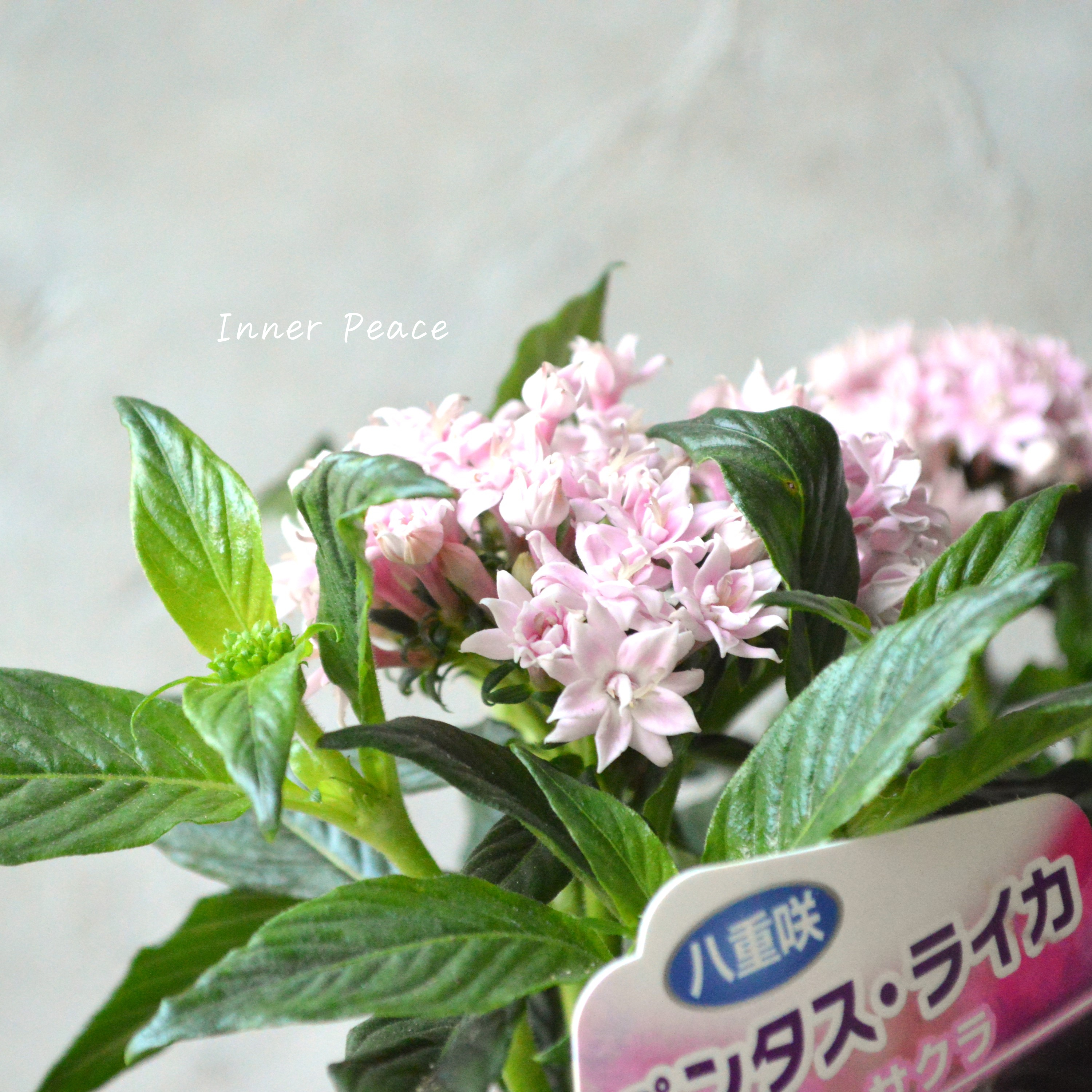 【暑さに強い】 八重咲きペンタス 『ライカ・サクラ』 3.5寸POT