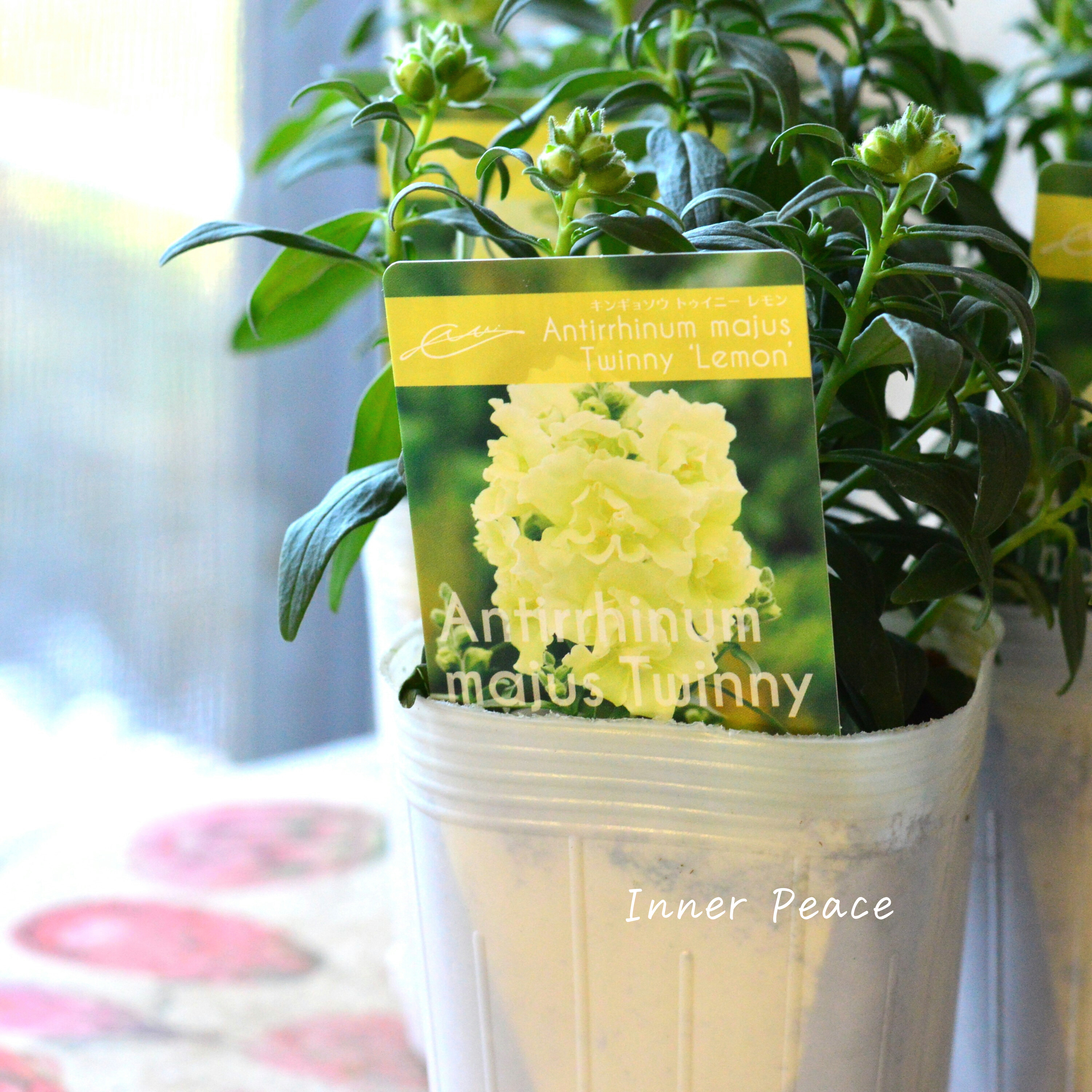 【かわいい】奥田園芸さん生産の キンギョソウ・トゥイニー 『レモン』 3寸ロングPOT