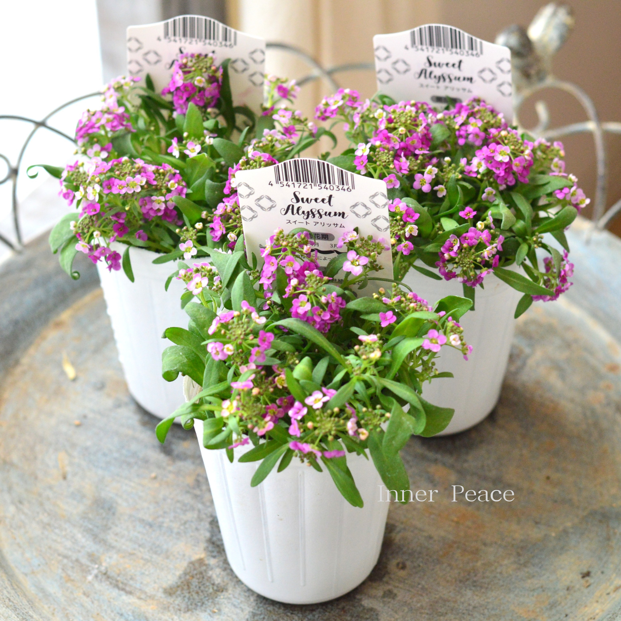 【かわいい】 スイートアリッサム 『アルーレ・ピンク系』 2.5寸POT