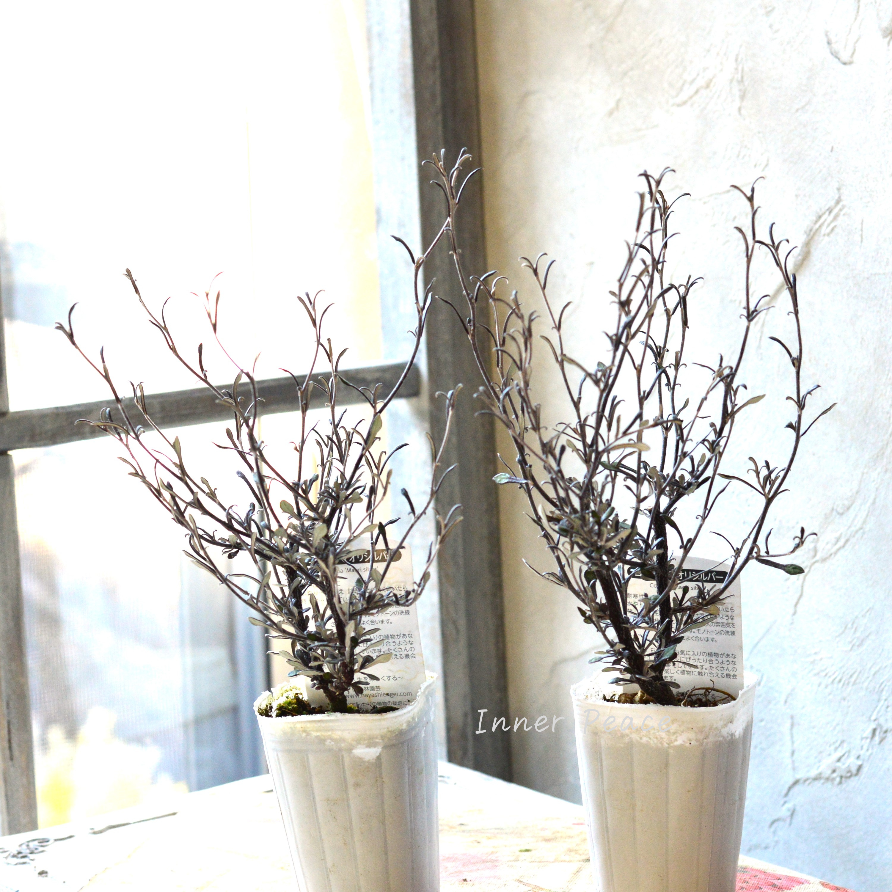 【オシャレ】 コロキア 『マオリシルバー』 3寸POT