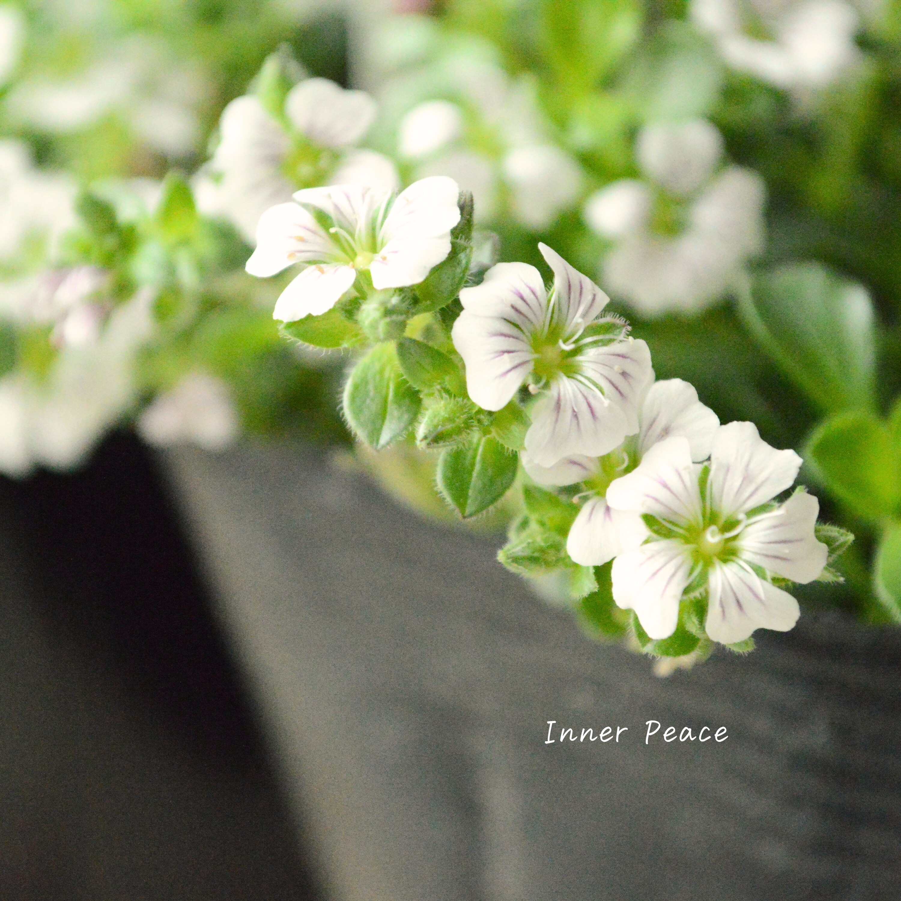 【かわいい】 カーペットカスミソウ(オノエマンテマ) 3.5寸POT