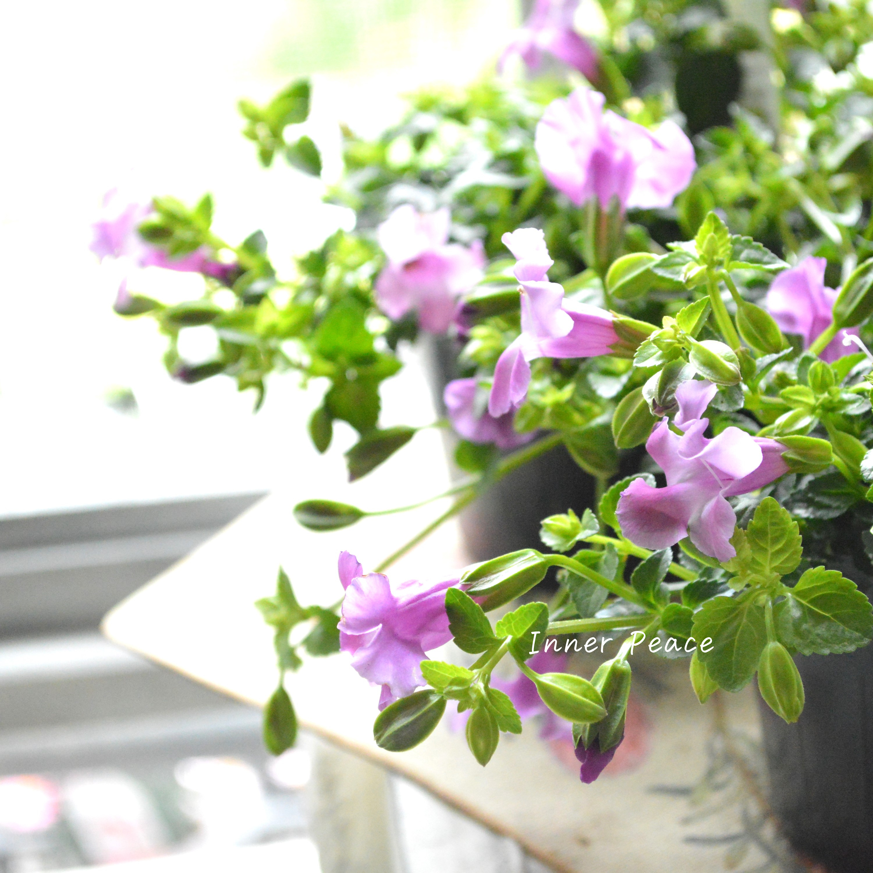 【PW】 スーパートレニア カタリーナ 『ピンクリバー』 3寸POT