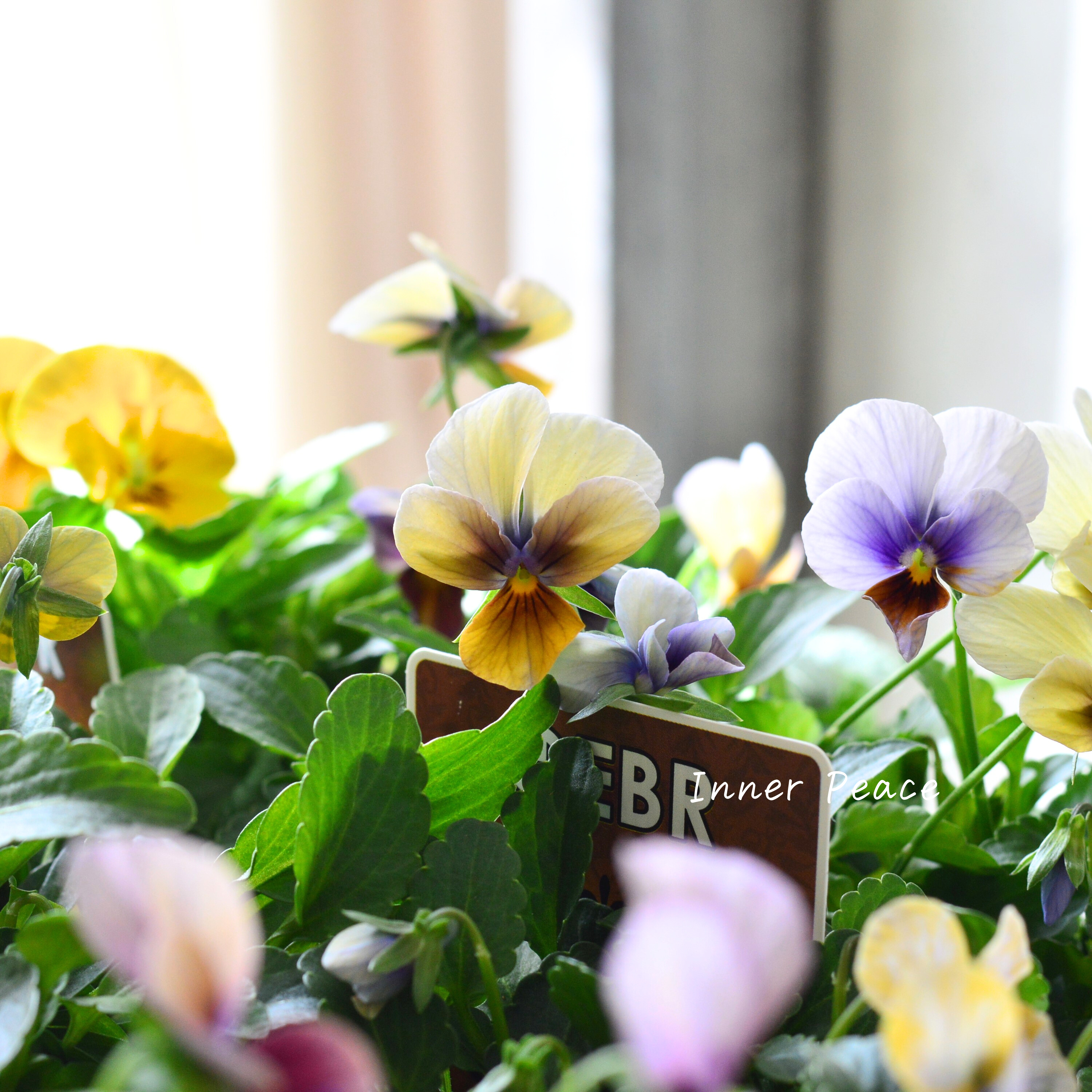 【ゲブラさん】 ビオラ 『アマゾネス』 3.5寸POT