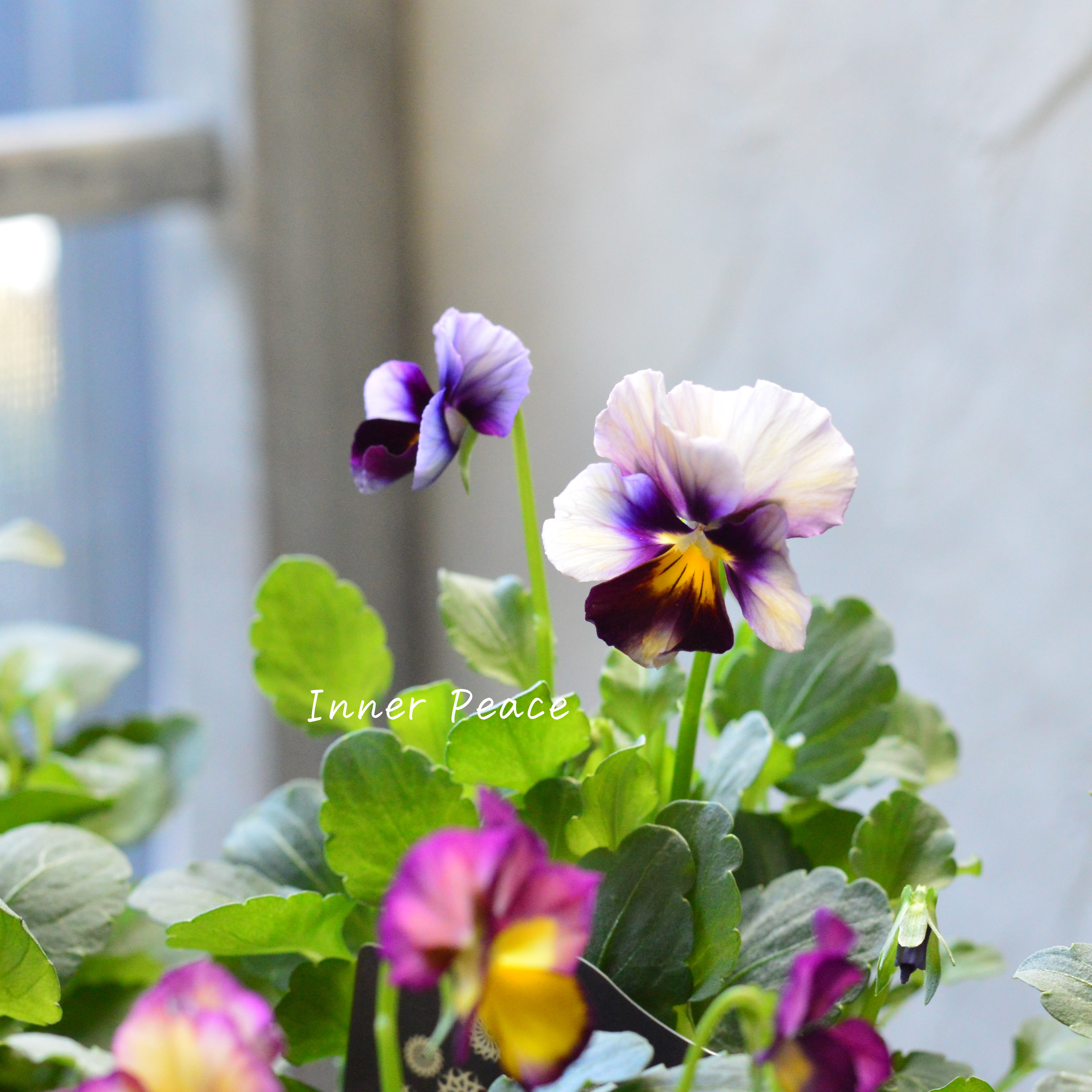 【希少】 ナラティブフラワーズさん試作品ビオラ 3寸ロングPOT