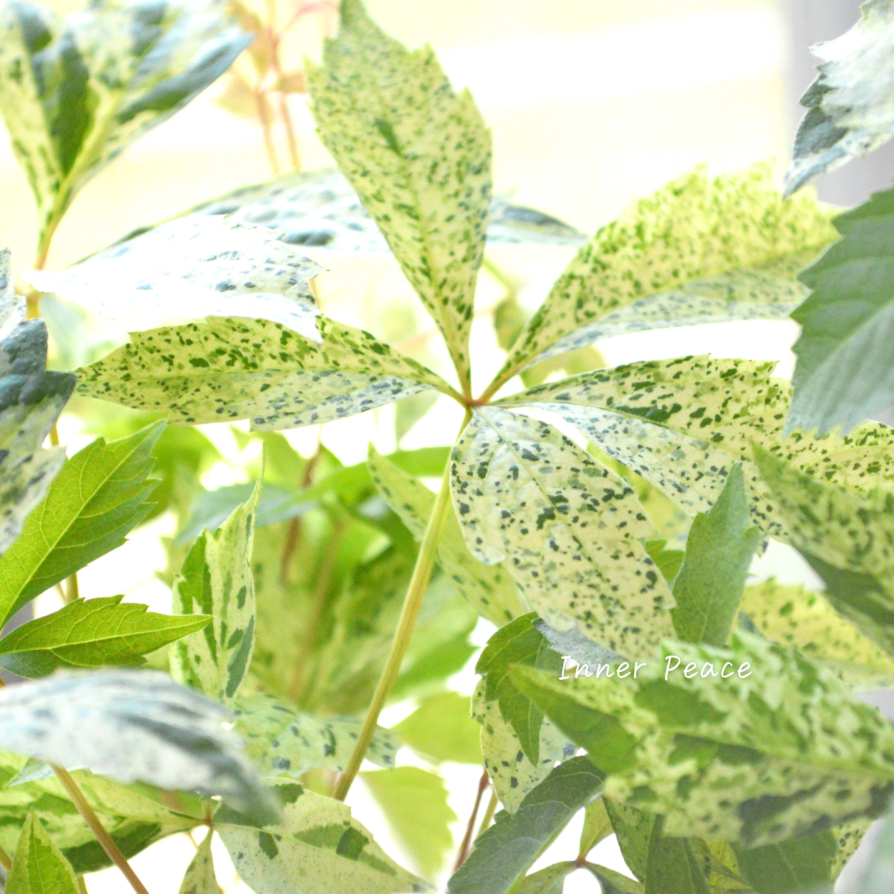 【斑入り】 アメリカヅタ 3.5寸POT