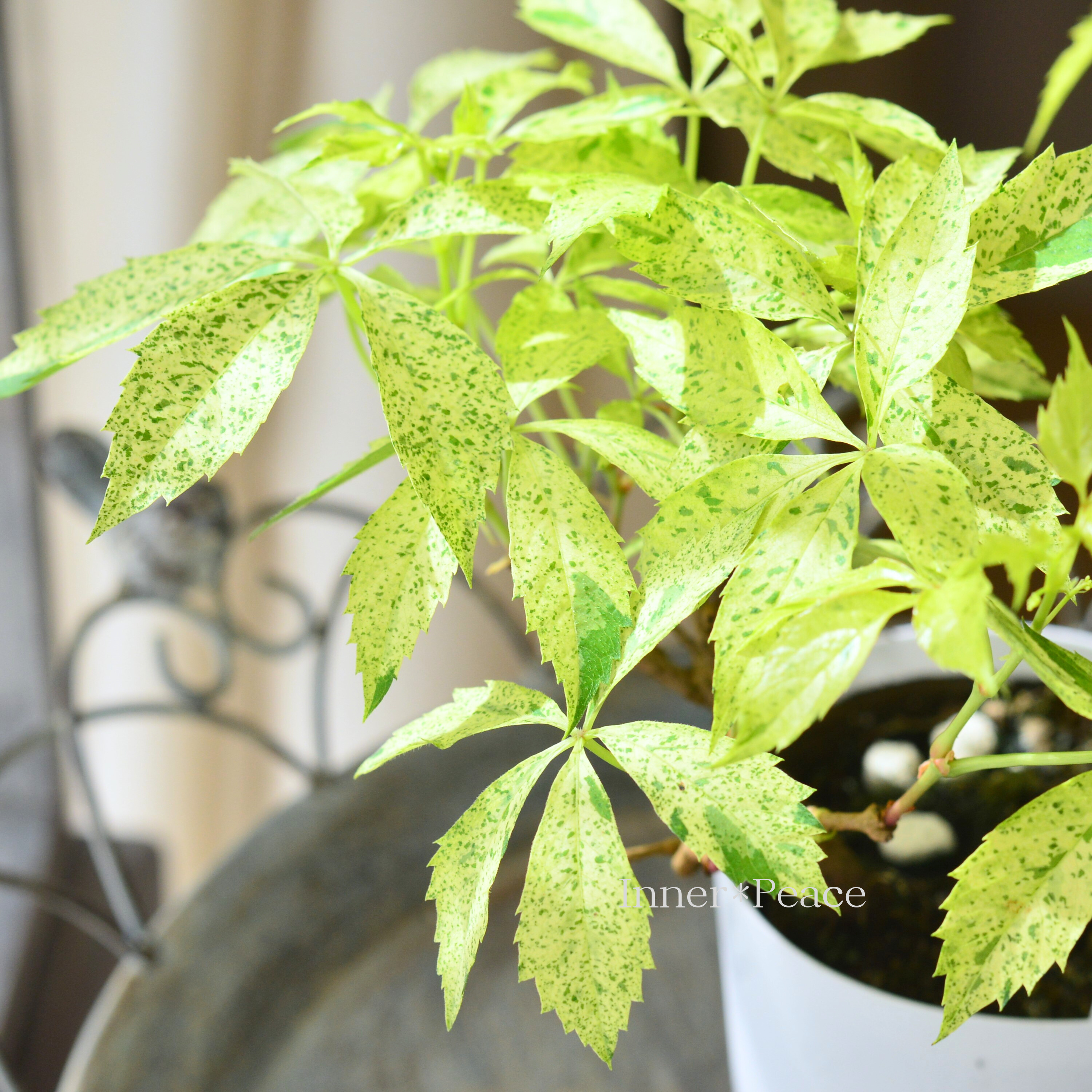 【斑入り】 アメリカヅタ 3.5寸POT