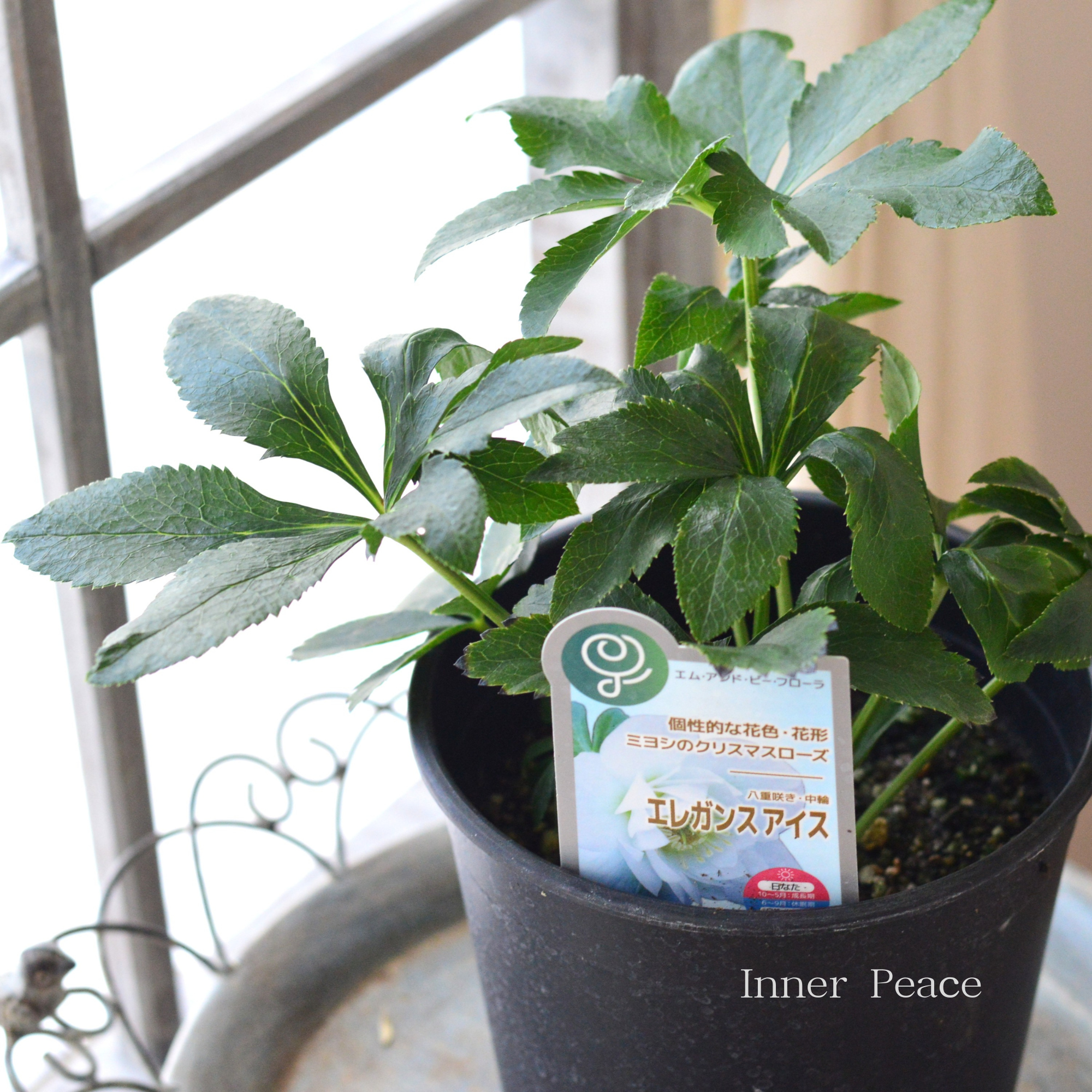 【ミヨシ】 クリスマスローズ 『エレガンスアイス』 6号鉢