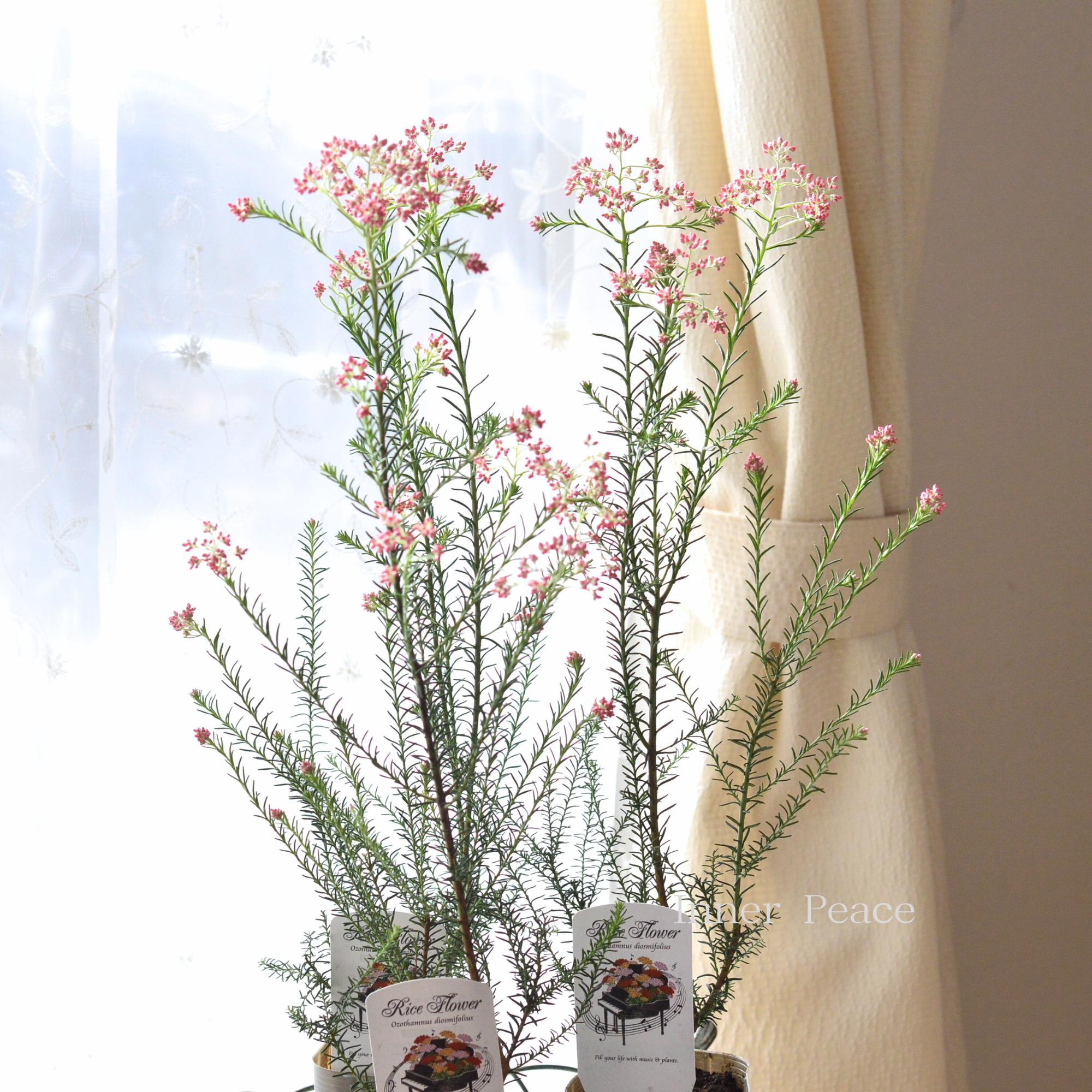 【人気】 ライスフラワー 『ピンク』 3寸ロングPOT