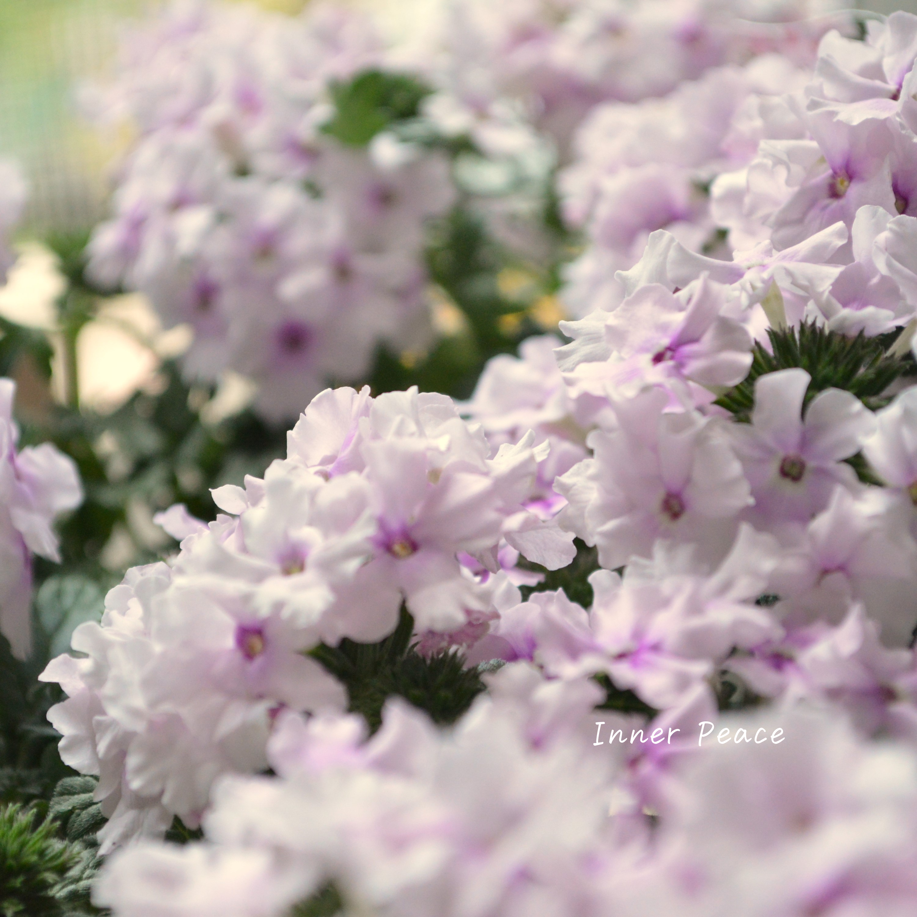 【宿根】 バーベナ 『コルト・ライトピンクアイ』 3.5寸POT