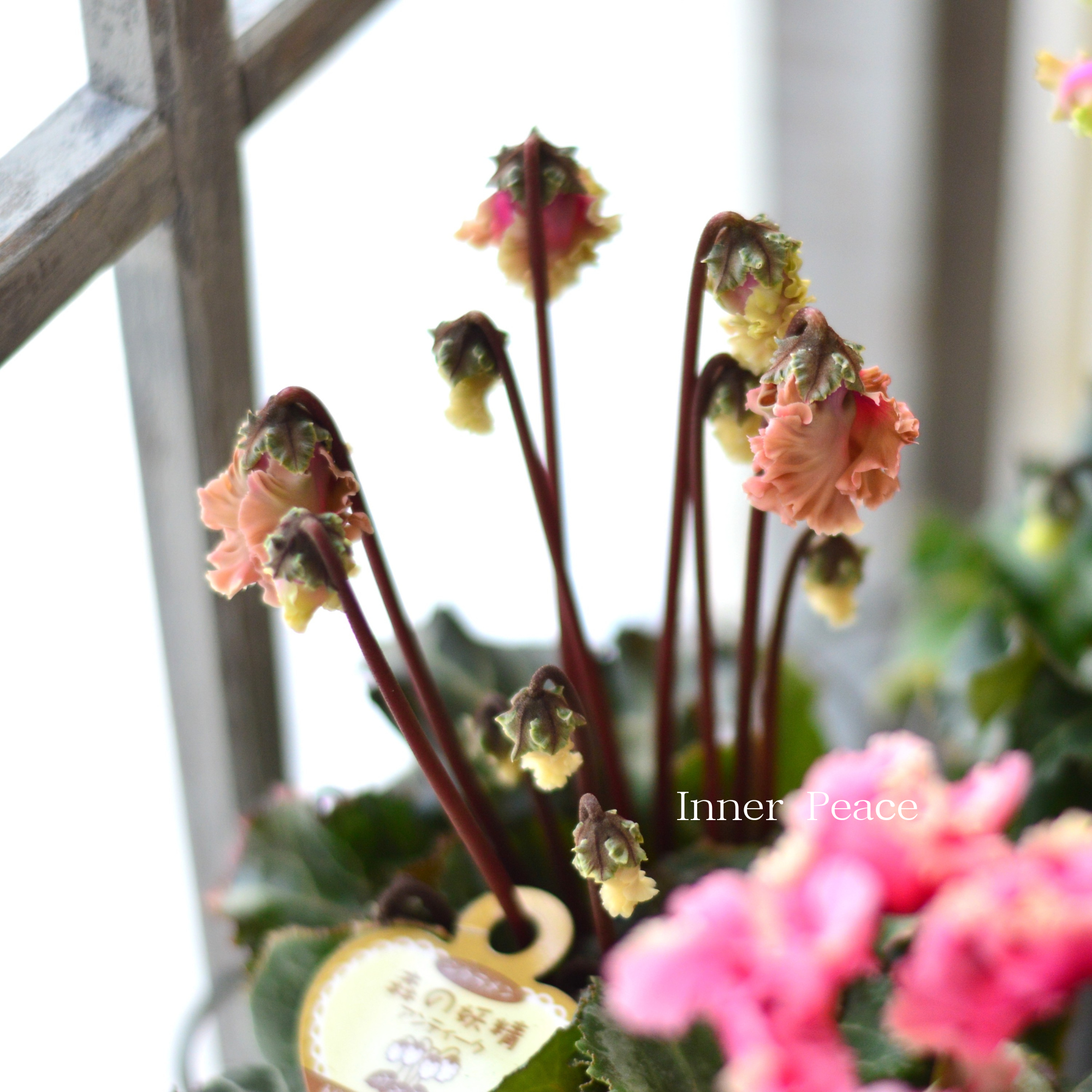 【希少】 ガーデンシクラメン 『森の妖精・アンティーク』 3寸ロング硬質POT