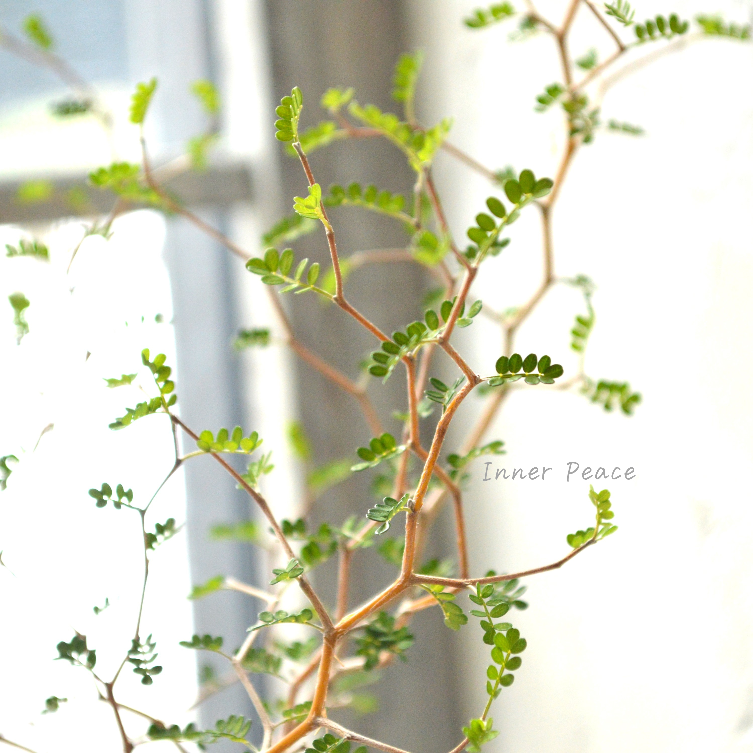 【メルヘンの木】 ソフォラ 『リトルベイビー』 3寸POT