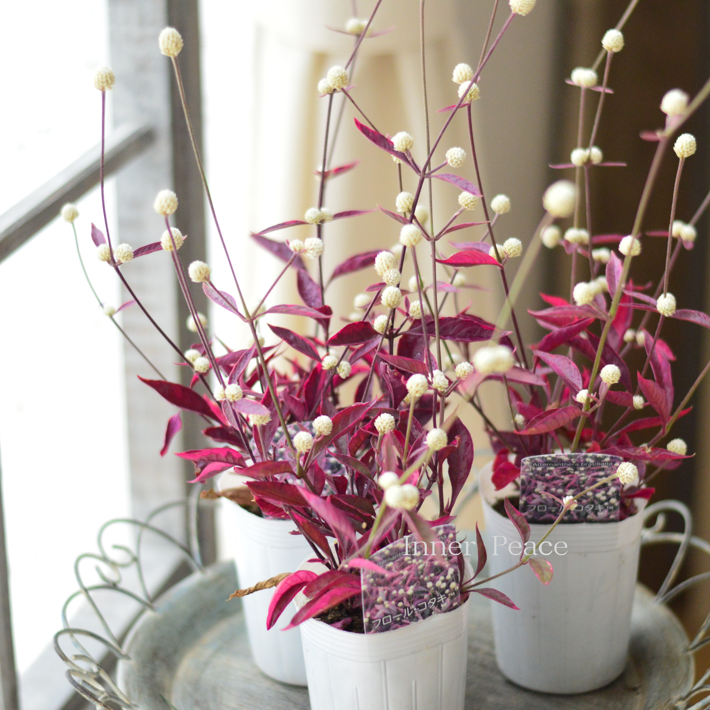 【寄せ植えに】 アルテルナンテラ 『フロール・コタキ』 3寸POT
