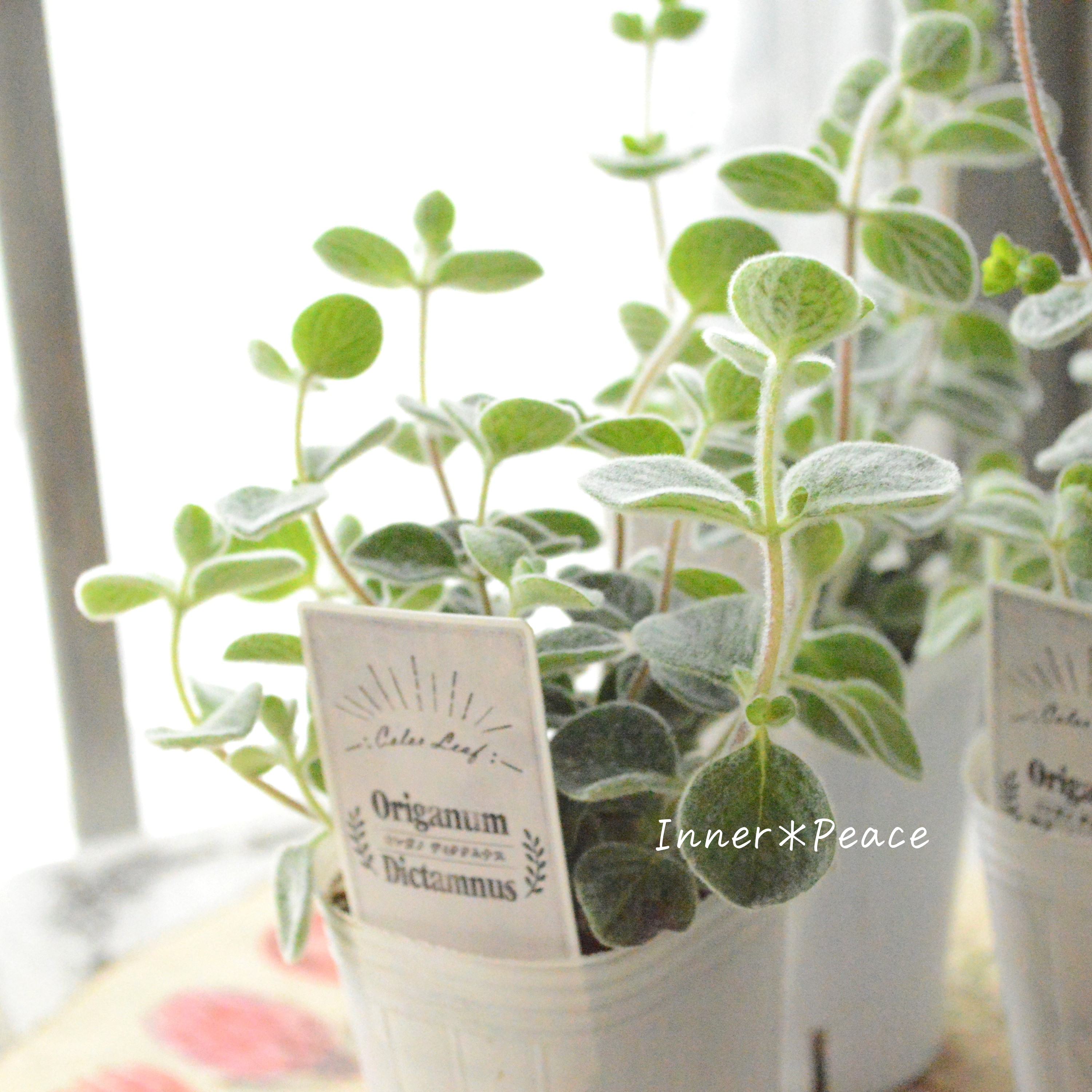 【2本植え】 オレガノ 『ディクタムナス』 2.5寸POT