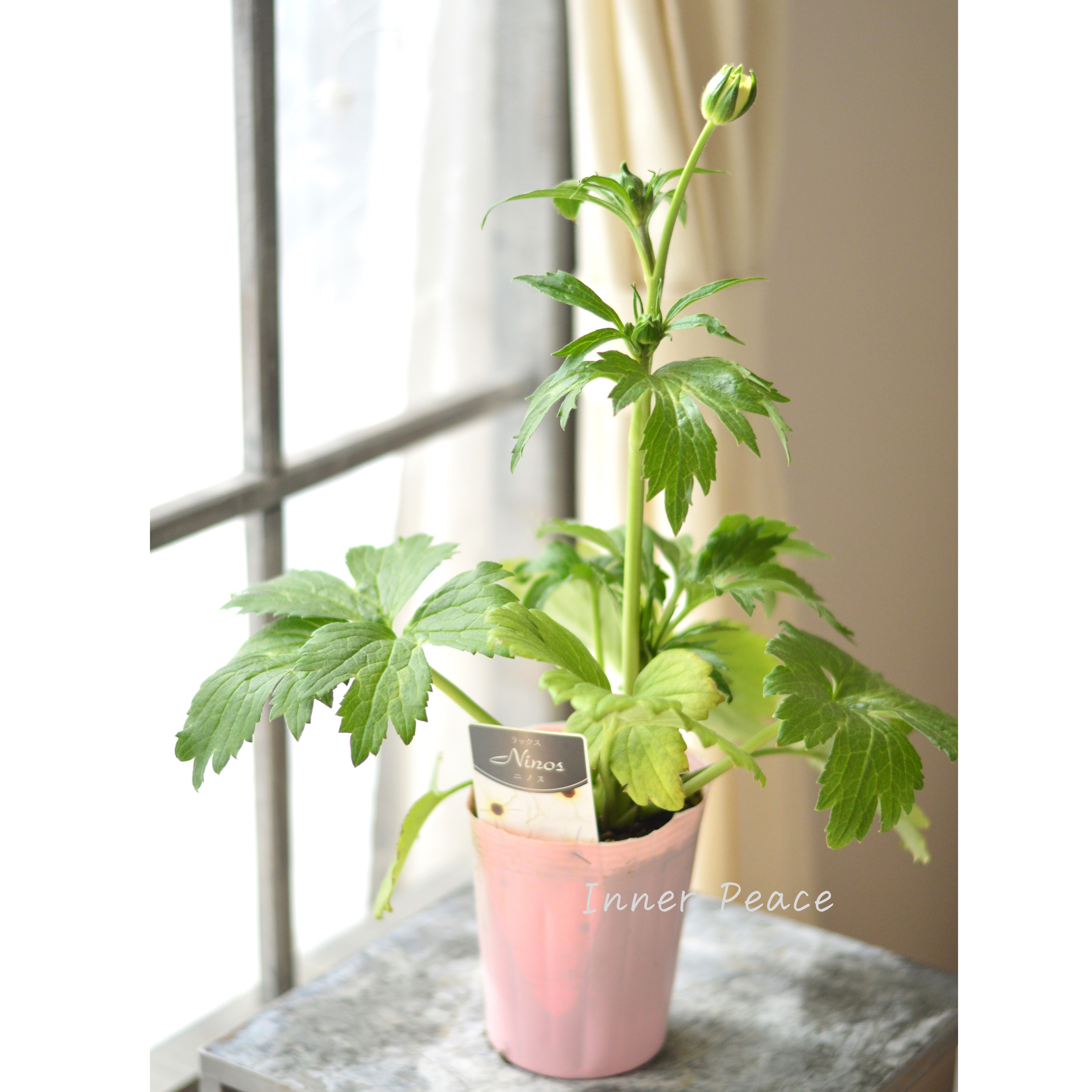 【美しい】 ラナンキュラス・ラックス 『ニノス』 4寸POT