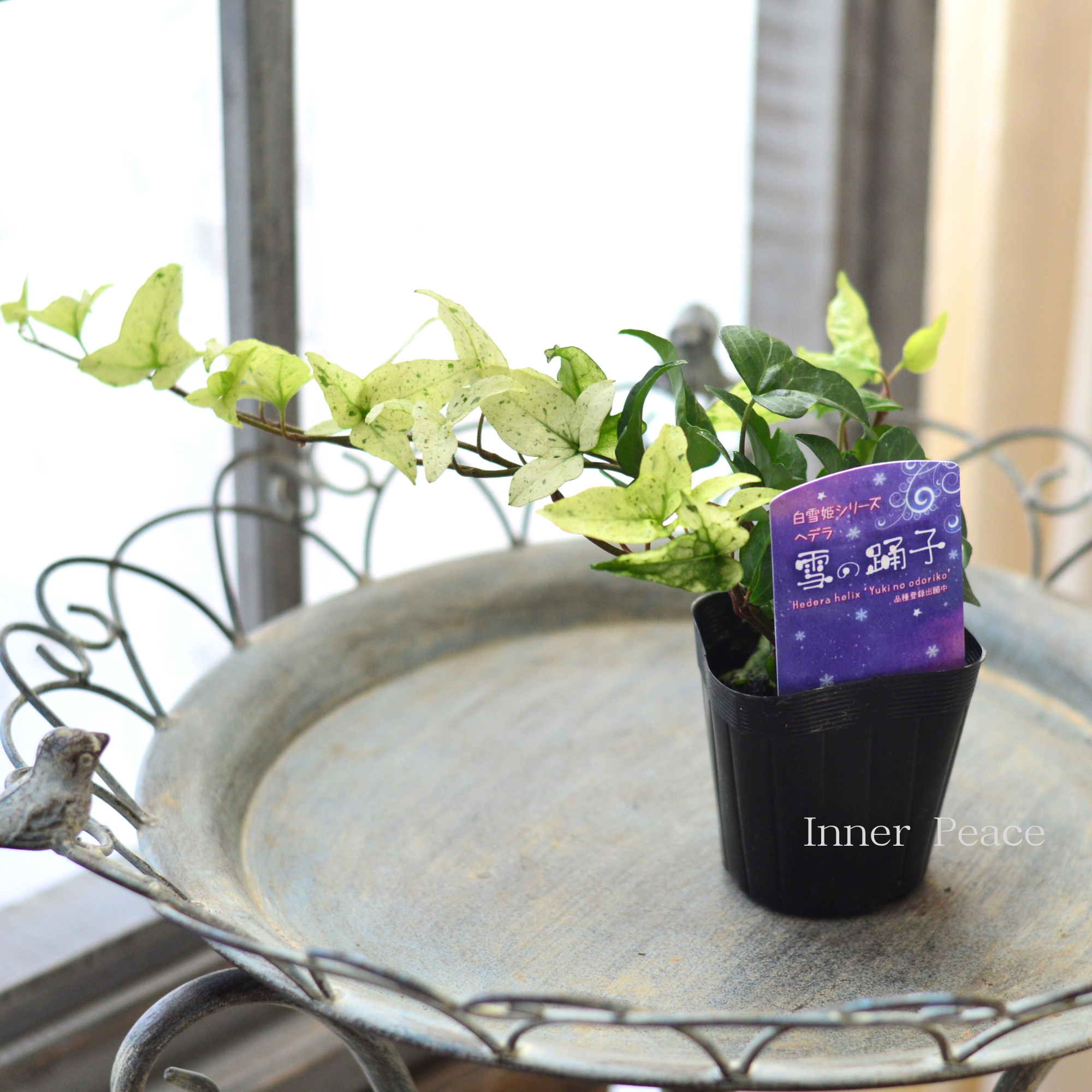【広野園芸さん】 ヘデラ 『雪の踊子』 2.5寸POT