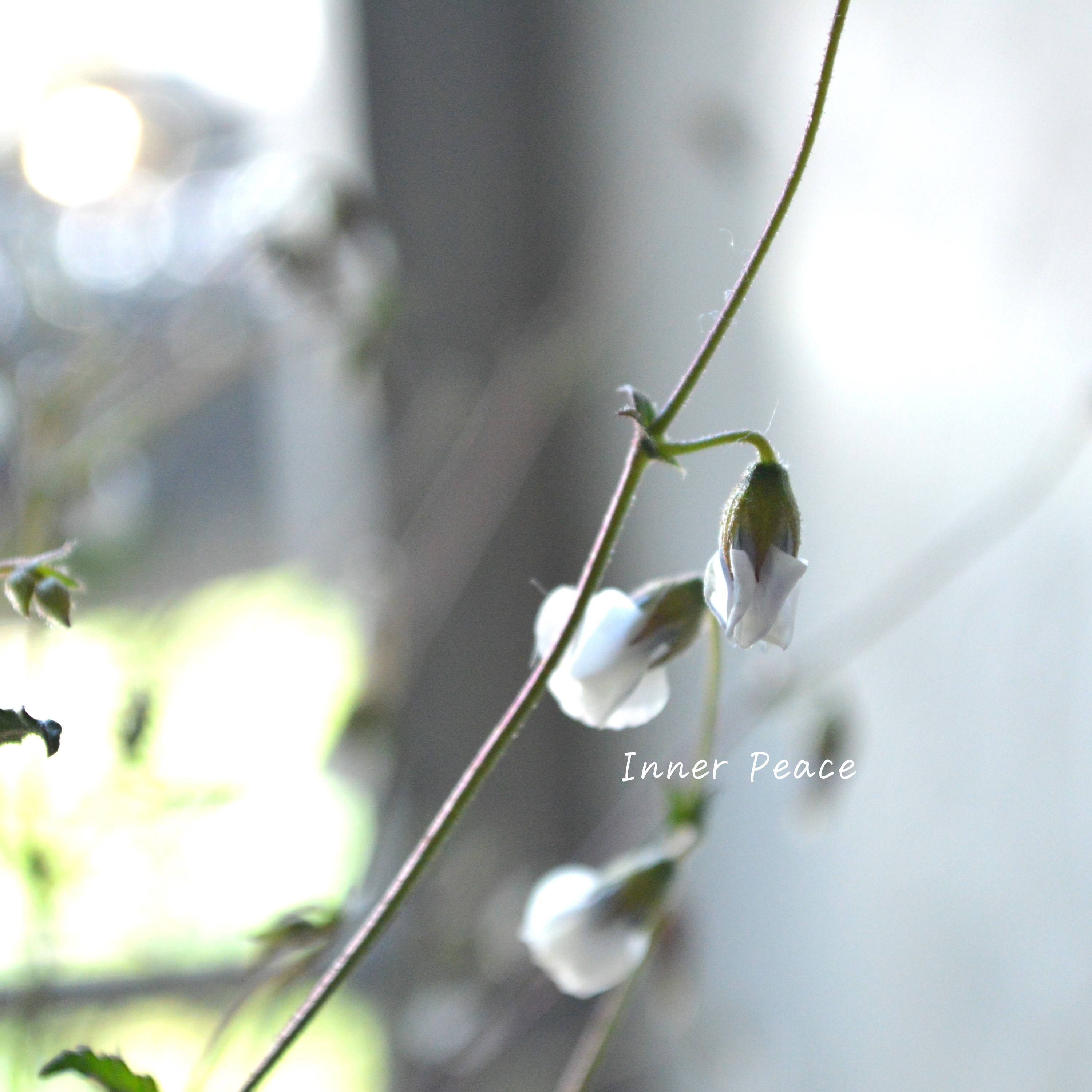 Sale! 【個性的】 ハーマニアコッコカーパ 3寸POT