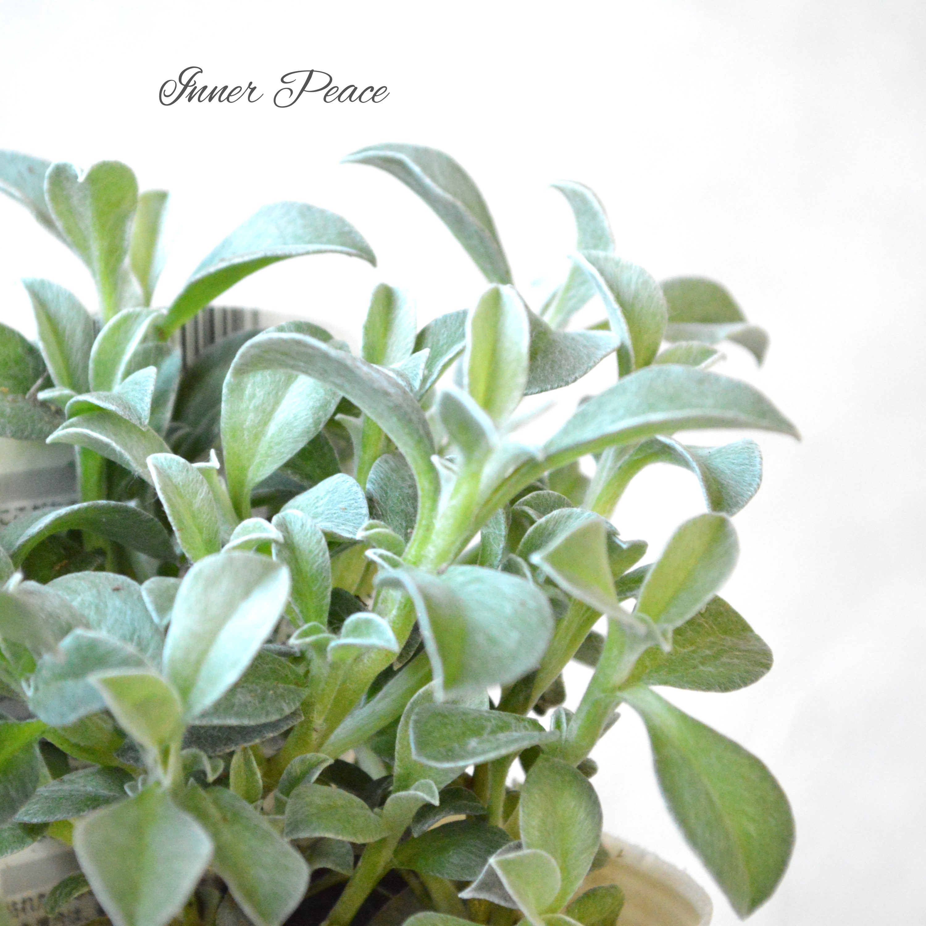 【2分割できる】 ヘリクリサム 『ホワイトフェリー』 2.5寸POT