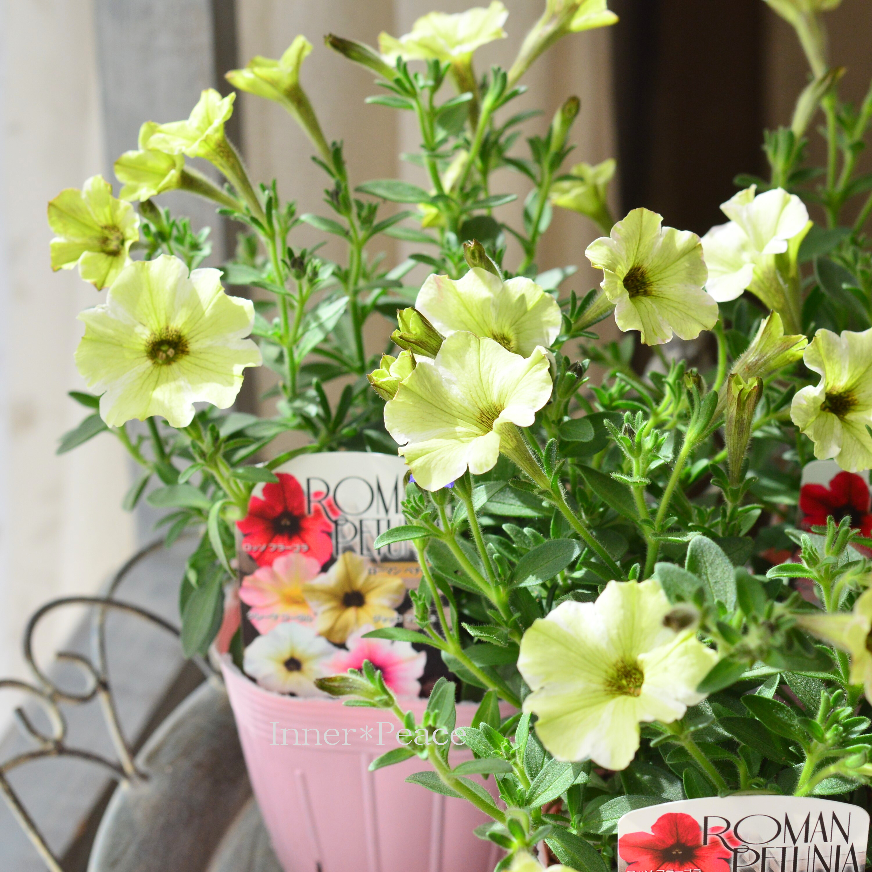 【桂楓園さんオリジナル】 ペチュニア 『ローマンペチュニア・ジャッロマローネ』 3.5寸POT