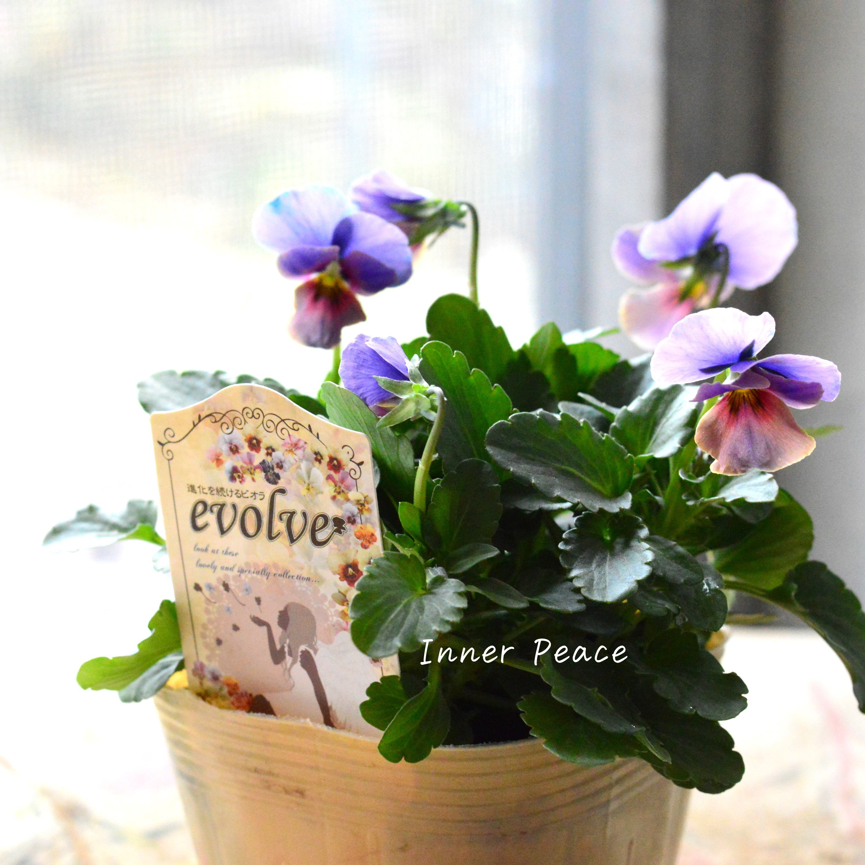 【美しい】 ビオラ 『evolve ~エボルベ~ 』 ブルー系 3.5寸POT