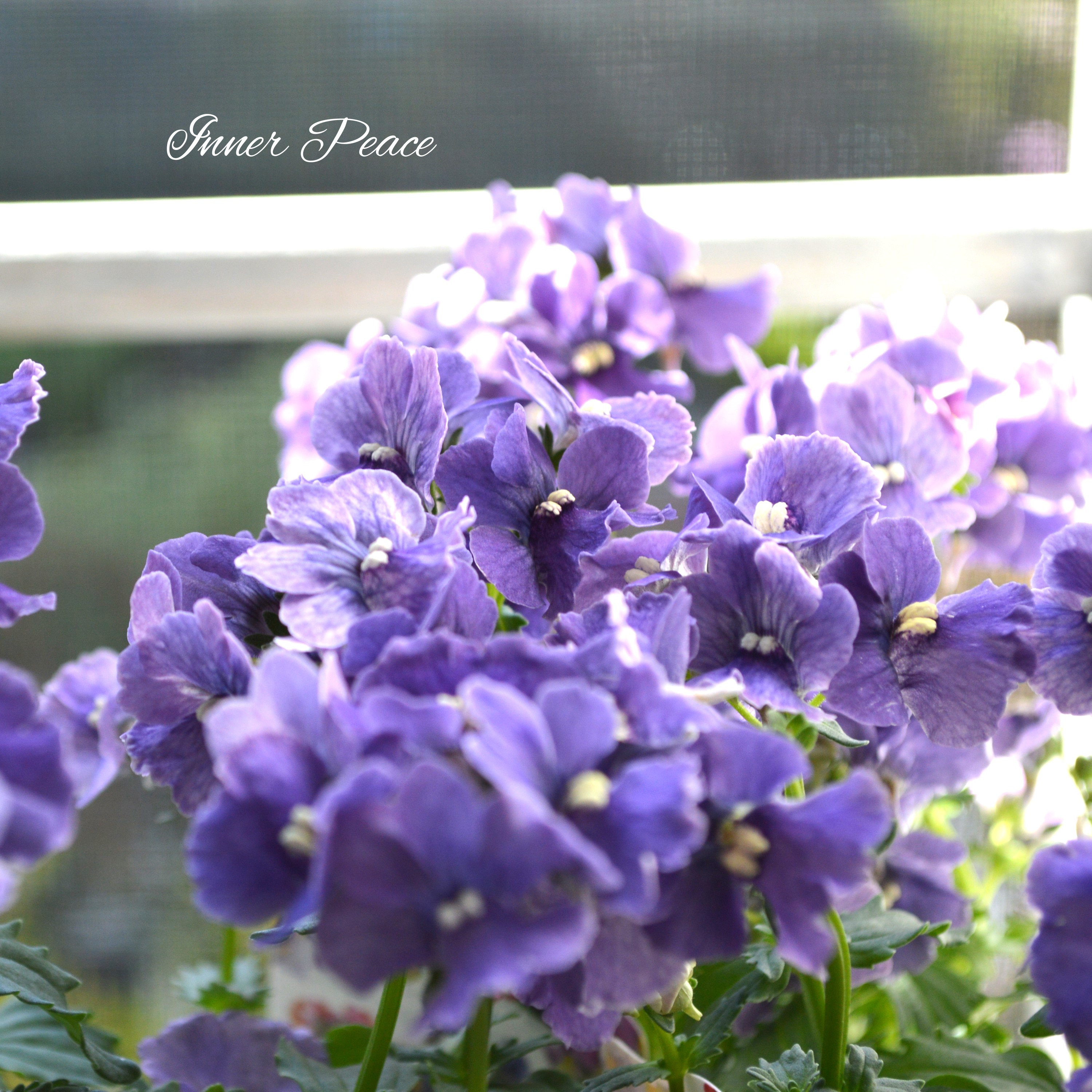 【宿根】 大輪ネメシア・ネシア 『デニム』 3.5寸POT