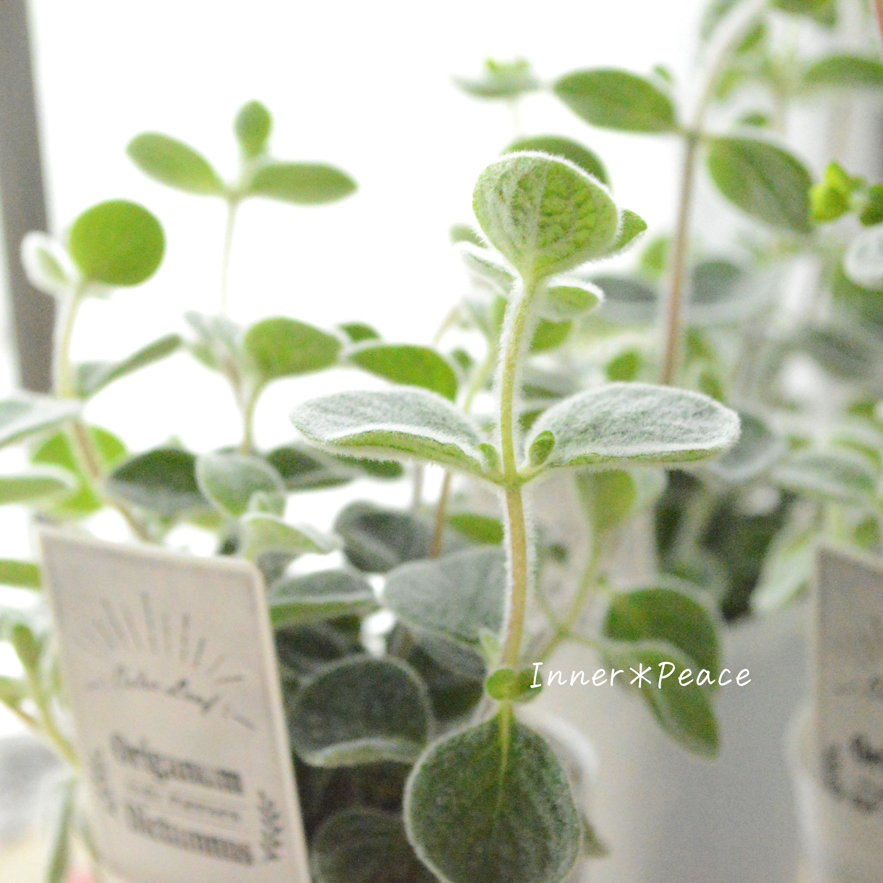 【2本植え】 オレガノ 『ディクタムナス』 2.5寸POT