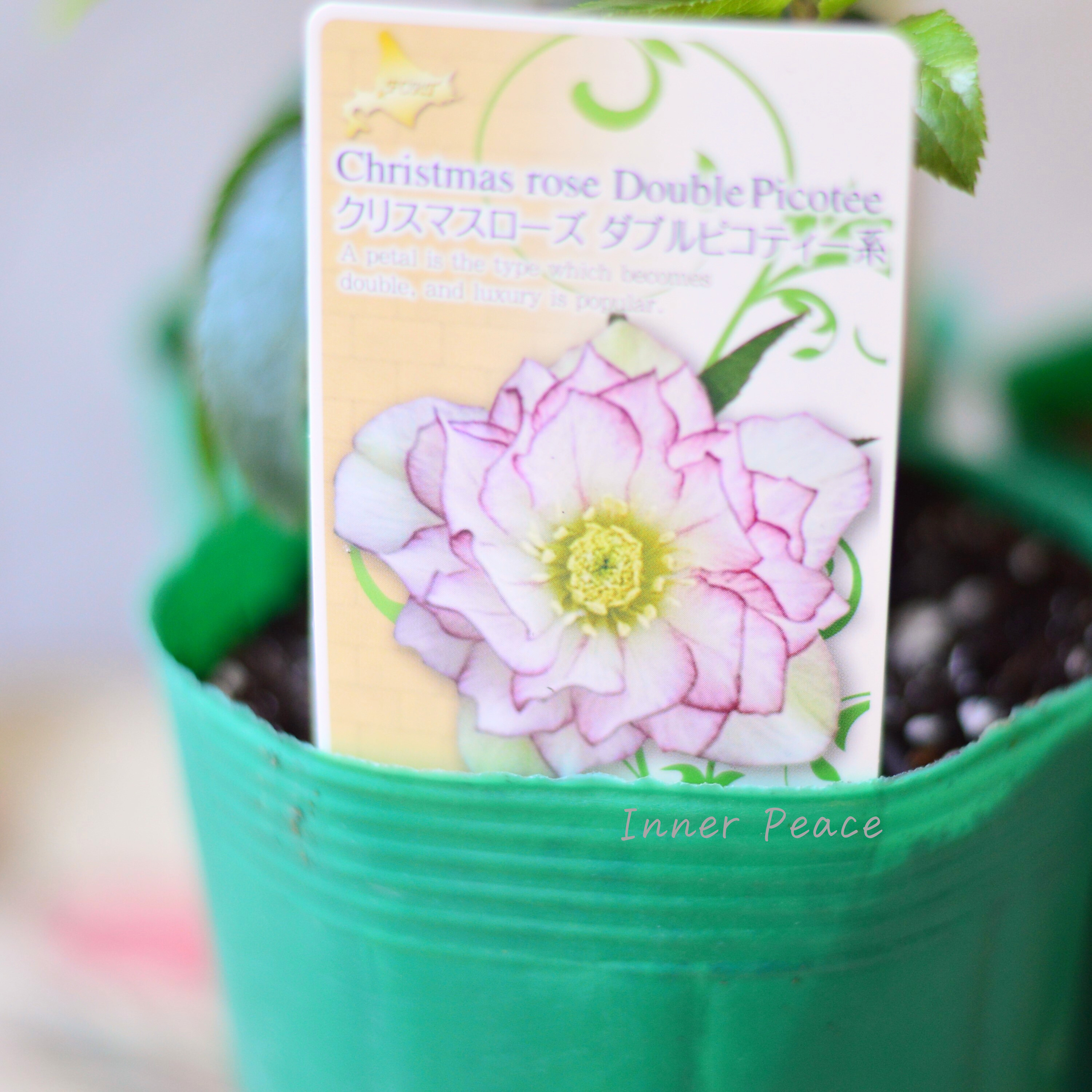 【八重咲き】 クリスマスローズ 『ダブルピコティ系』 3.5寸ロングPOT